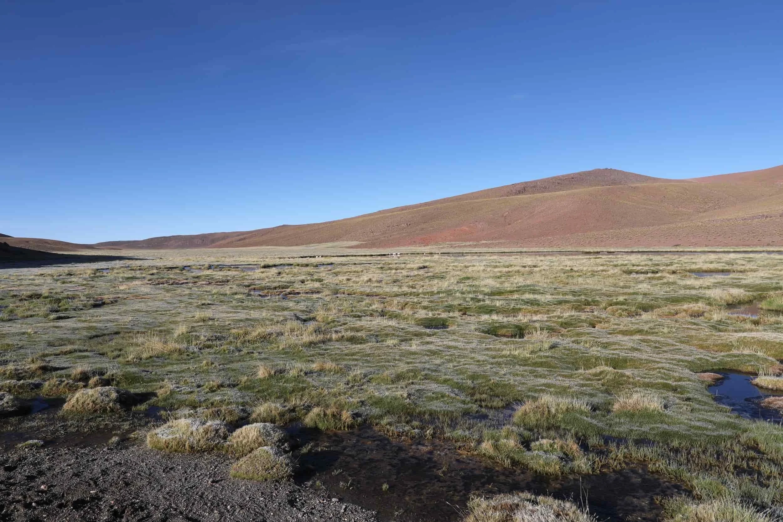 Lush high-altitude wetlands and mountain scenery along the return journey from El Tatio Geysers.