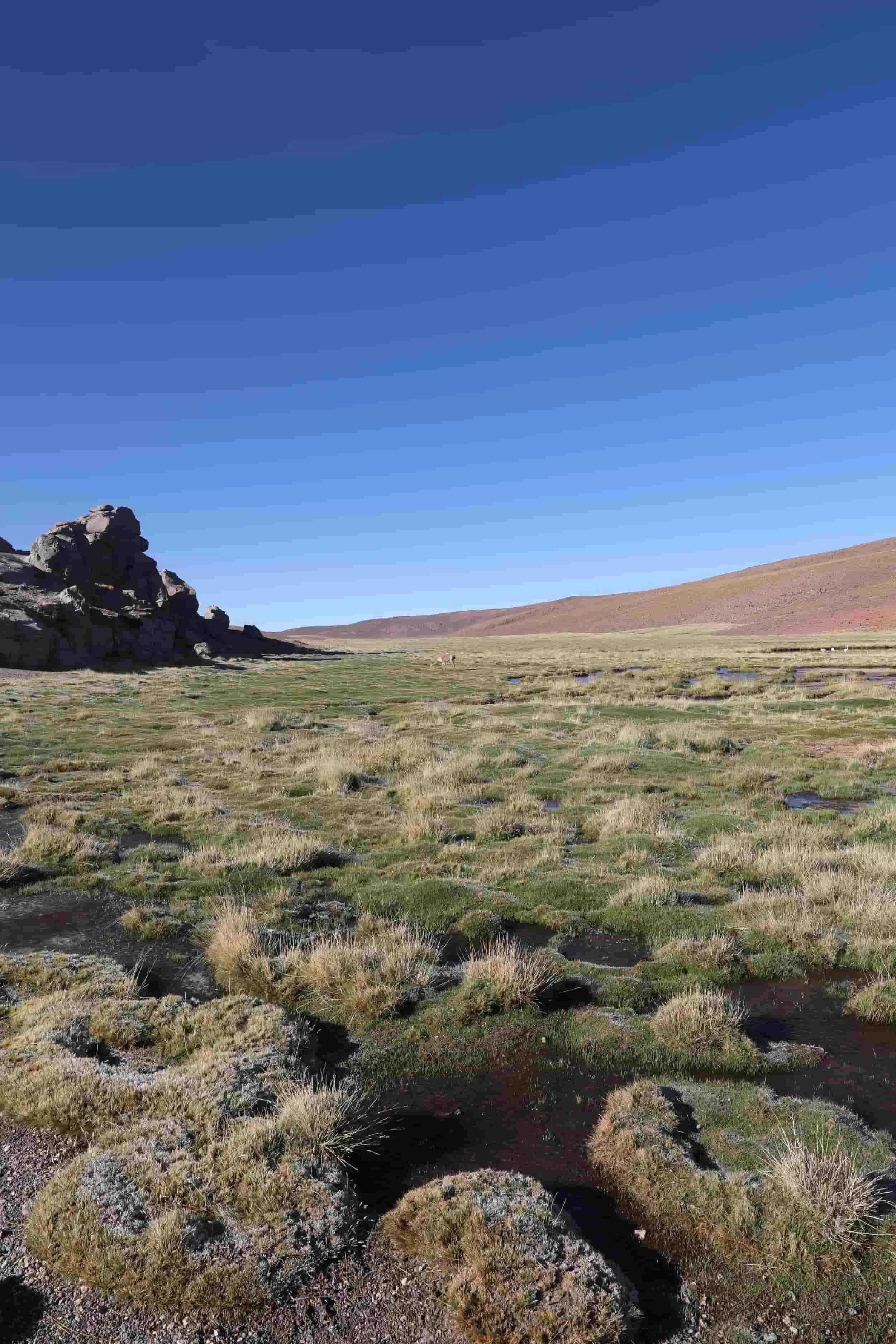 Lush high-altitude wetlands and mountain scenery along the return journey from El Tatio Geysers.