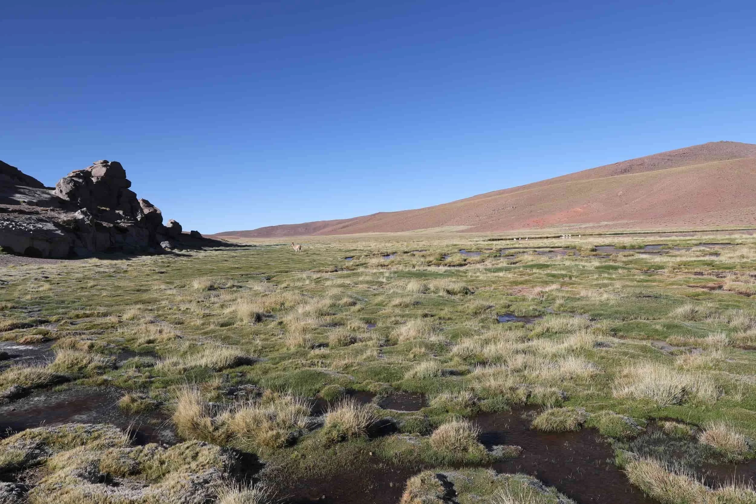 Lush high-altitude wetlands and mountain scenery along the return journey from El Tatio Geysers.