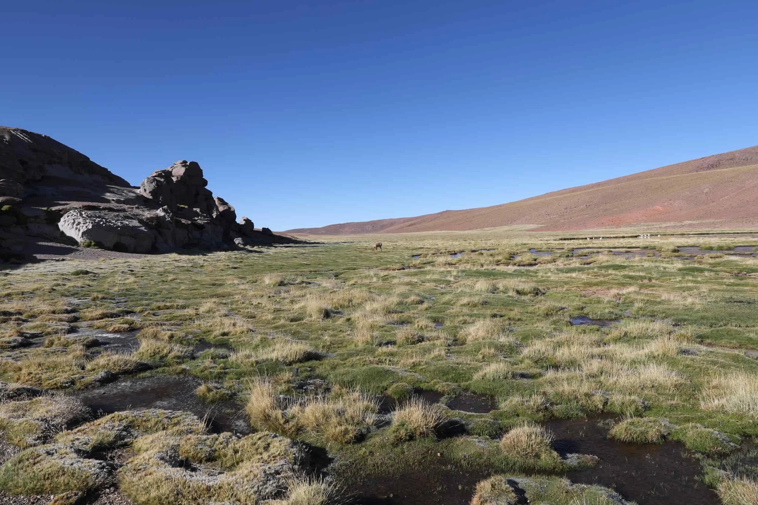Lush high-altitude wetlands and mountain scenery along the return journey from El Tatio Geysers.