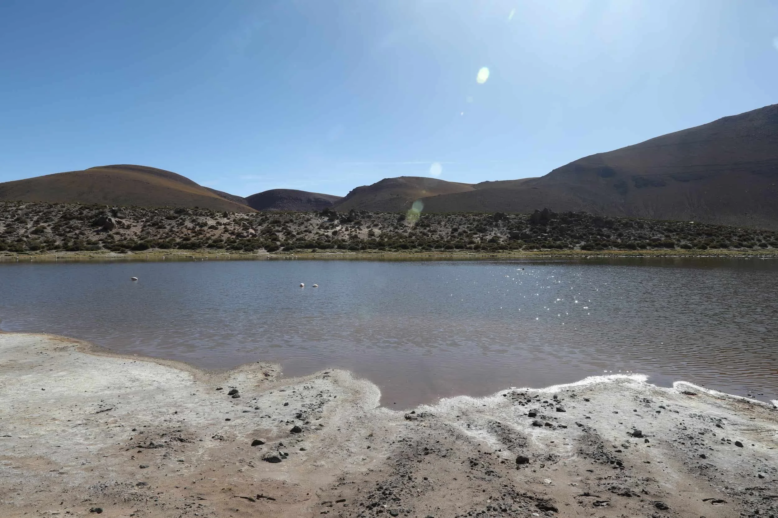 Flamingos wading through a high-altitude Andean lagoon near El Tatio Geysers in the Atacama Desert, Chile.