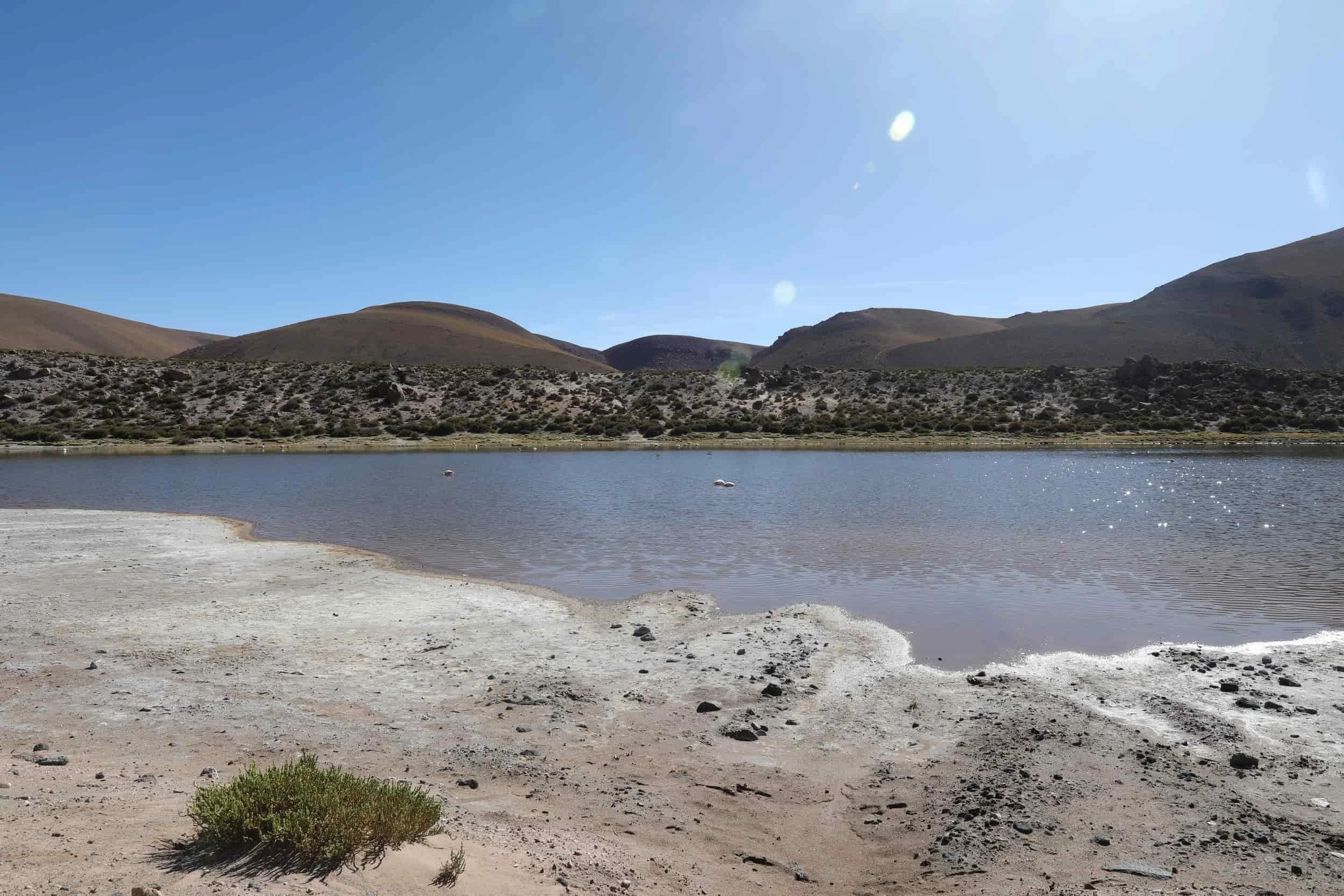 Flamingos wading through a high-altitude Andean lagoon near El Tatio Geysers in the Atacama Desert, Chile.
