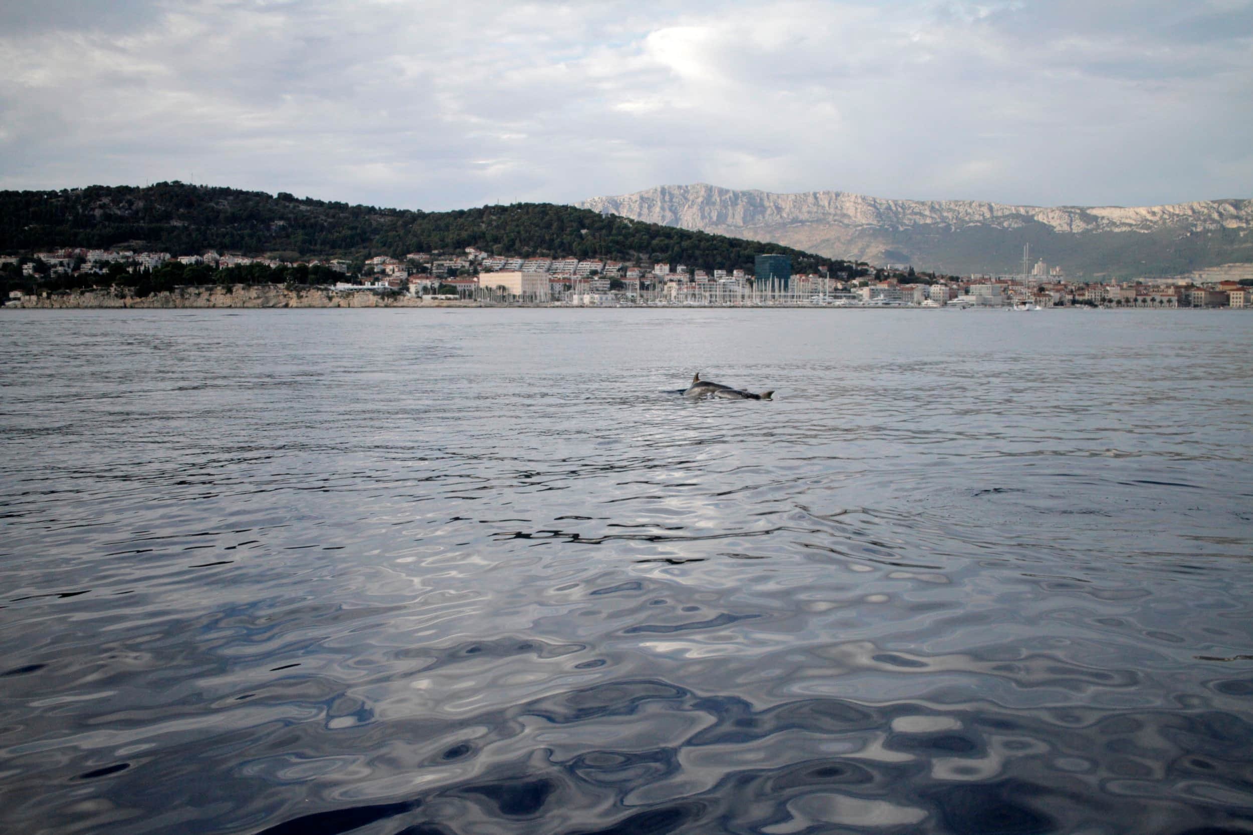 Sunset views of the Adriatic toward Split from a boat with dolphins in the water