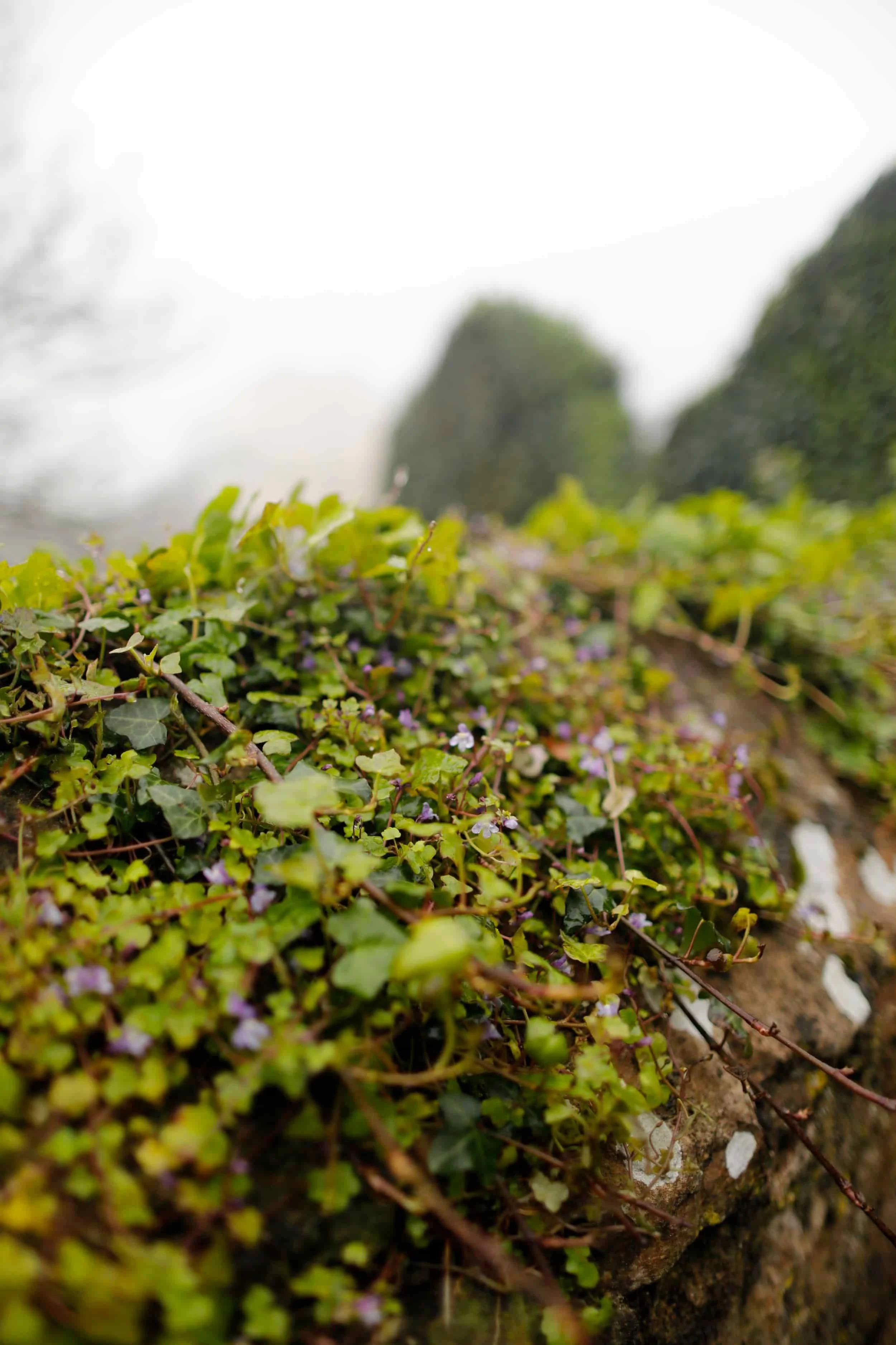 Remnants of Tenby Castle covered in greenery on Castle Hill in Tenby Wales