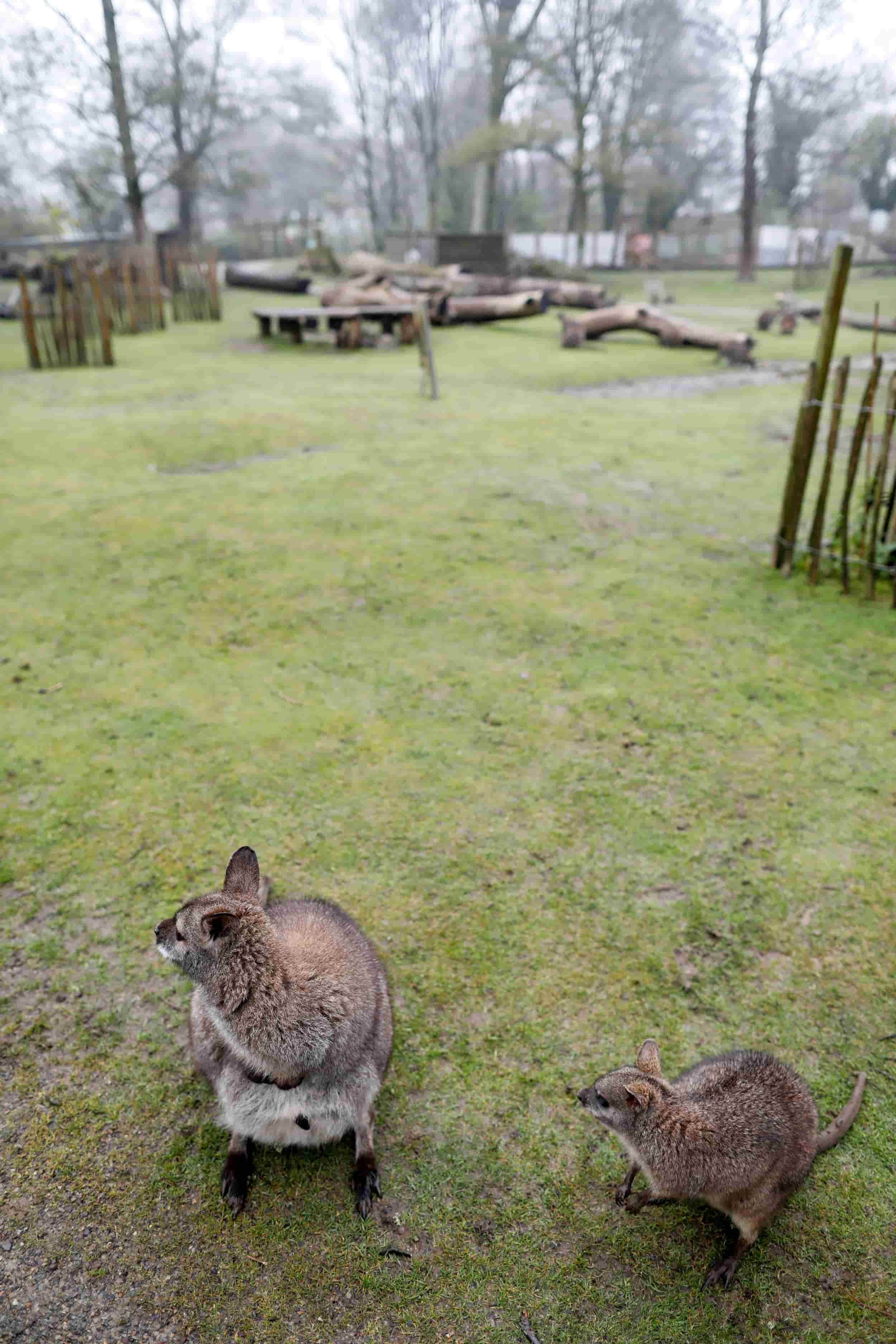 Wallabies in enclosure at Manor Wildlife Park near Tenby Wales