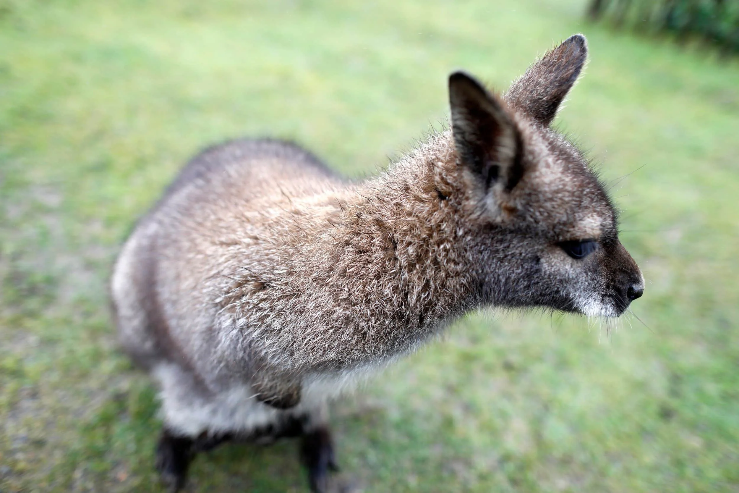 Wallaby in enclosure at Manor Wildlife Park near Tenby Wales
