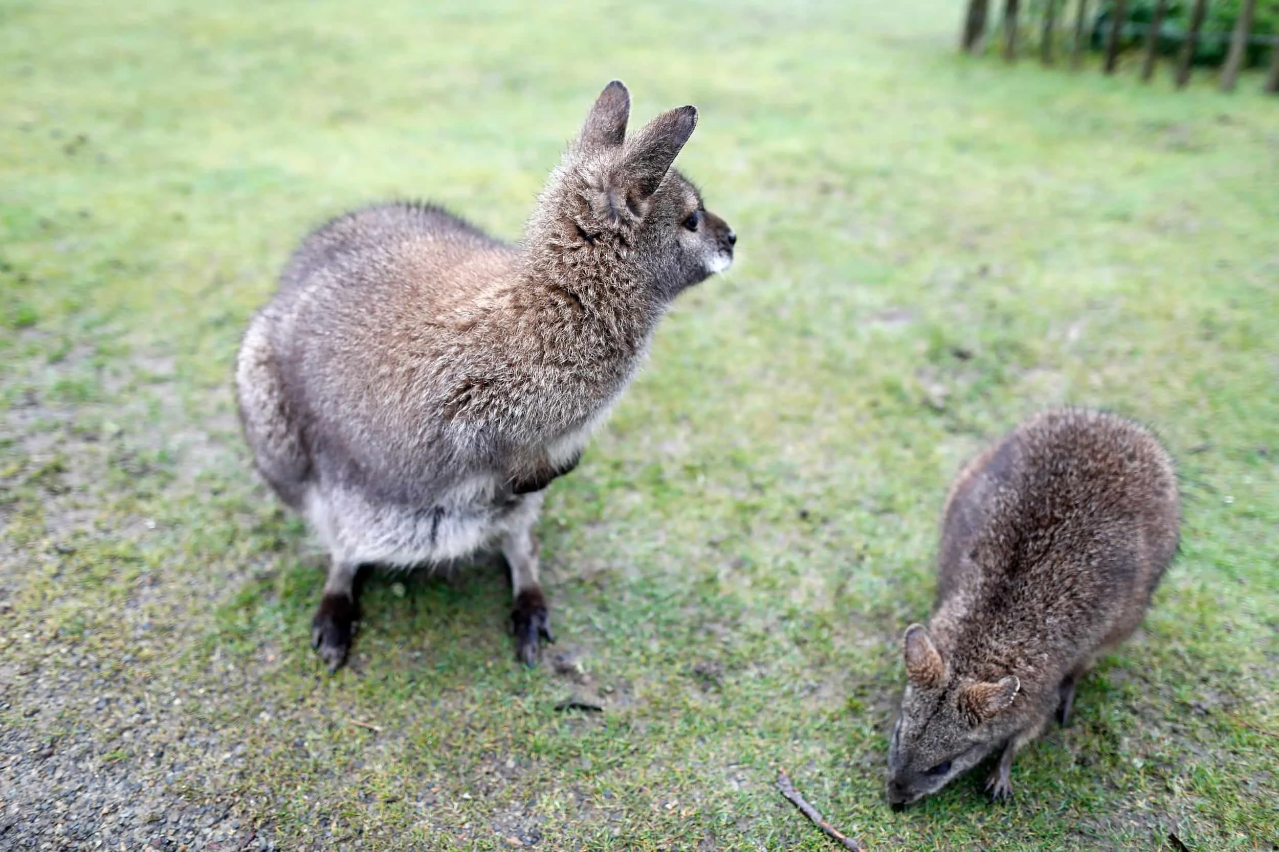 Wallabies in enclosure at Manor Wildlife Park near Tenby Wales