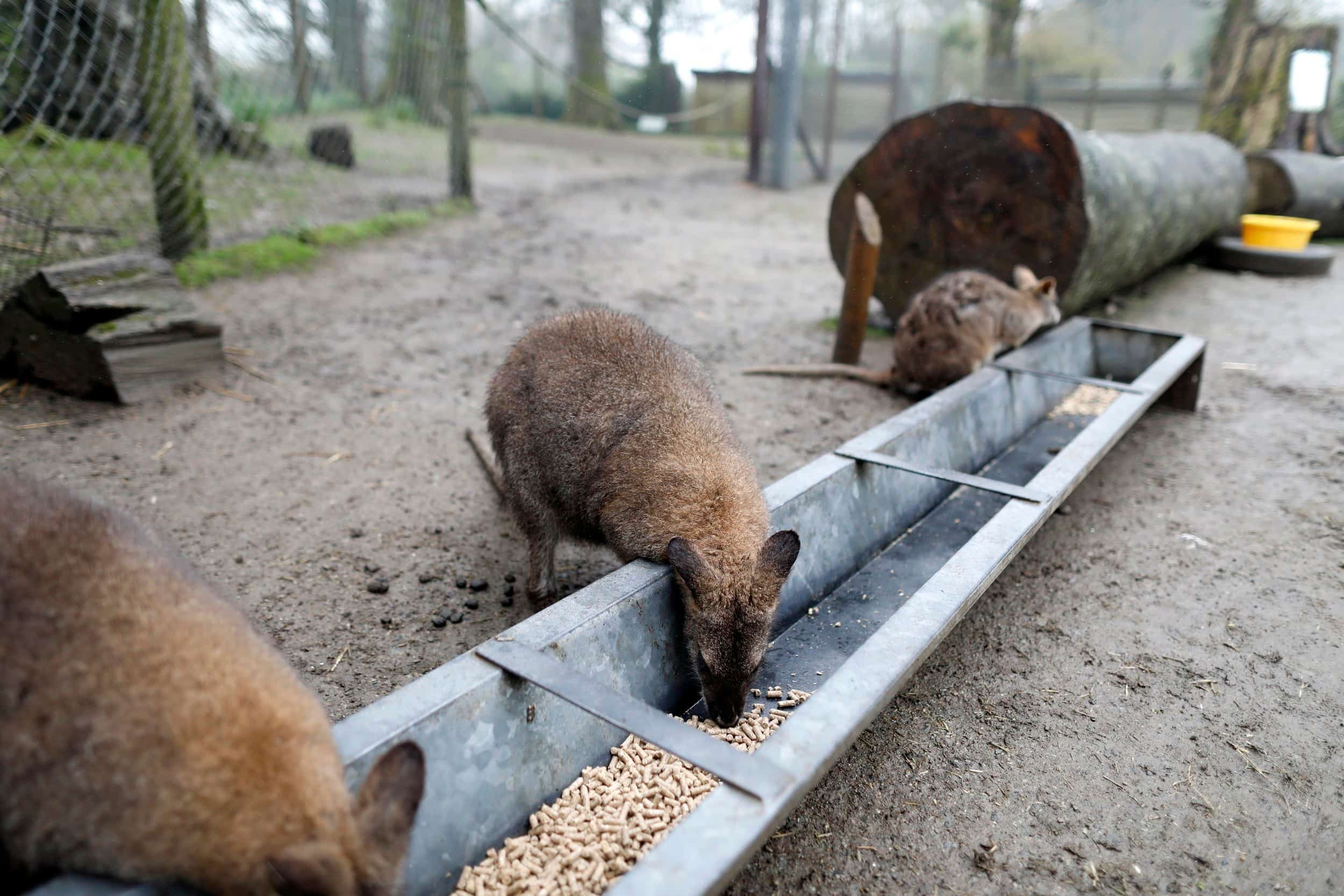 Wallabies feeding in an enclosure at Manor Wildlife Park near Tenby Wales