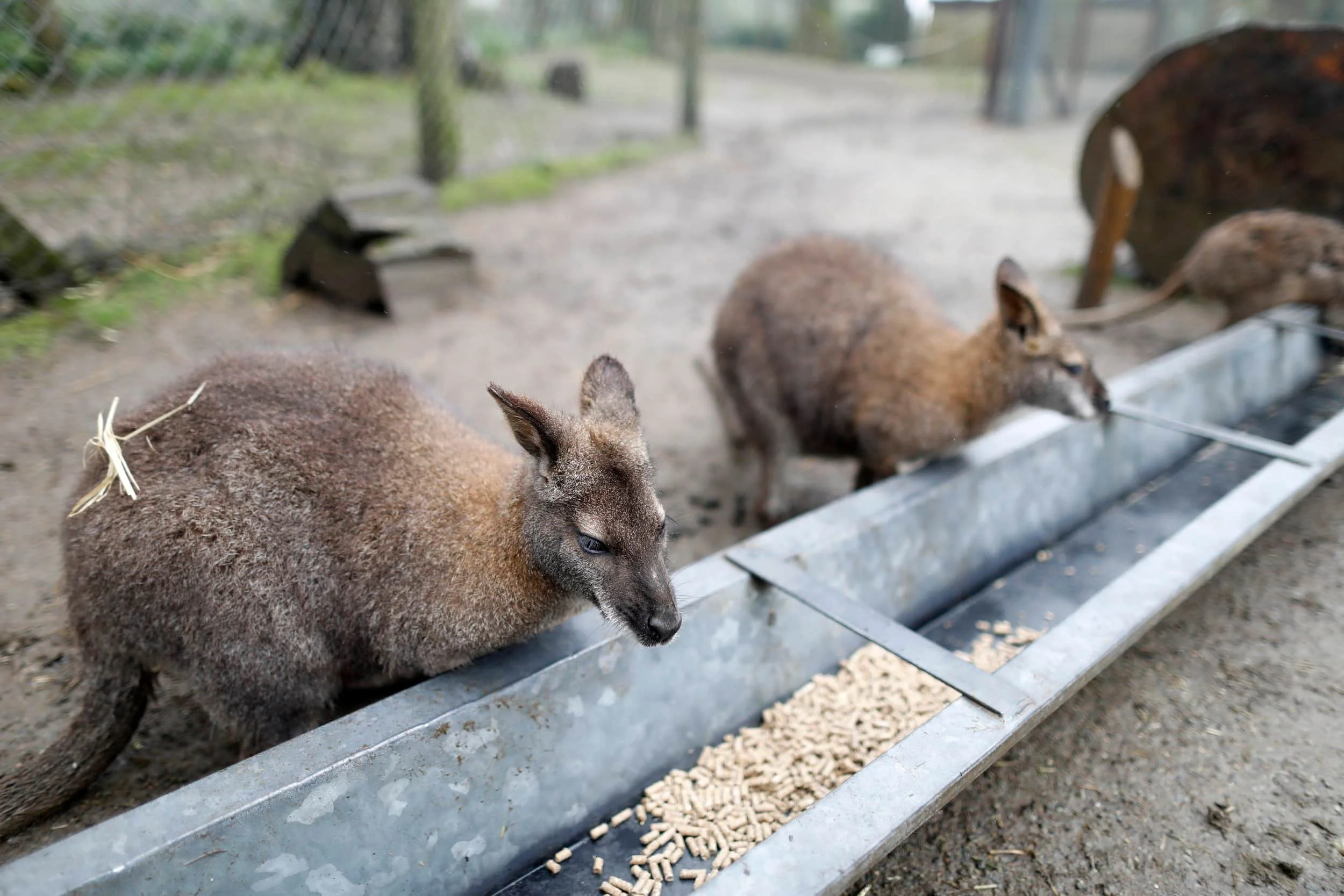 Wallabies feeding in an enclosure at Manor Wildlife Park near Tenby Wales