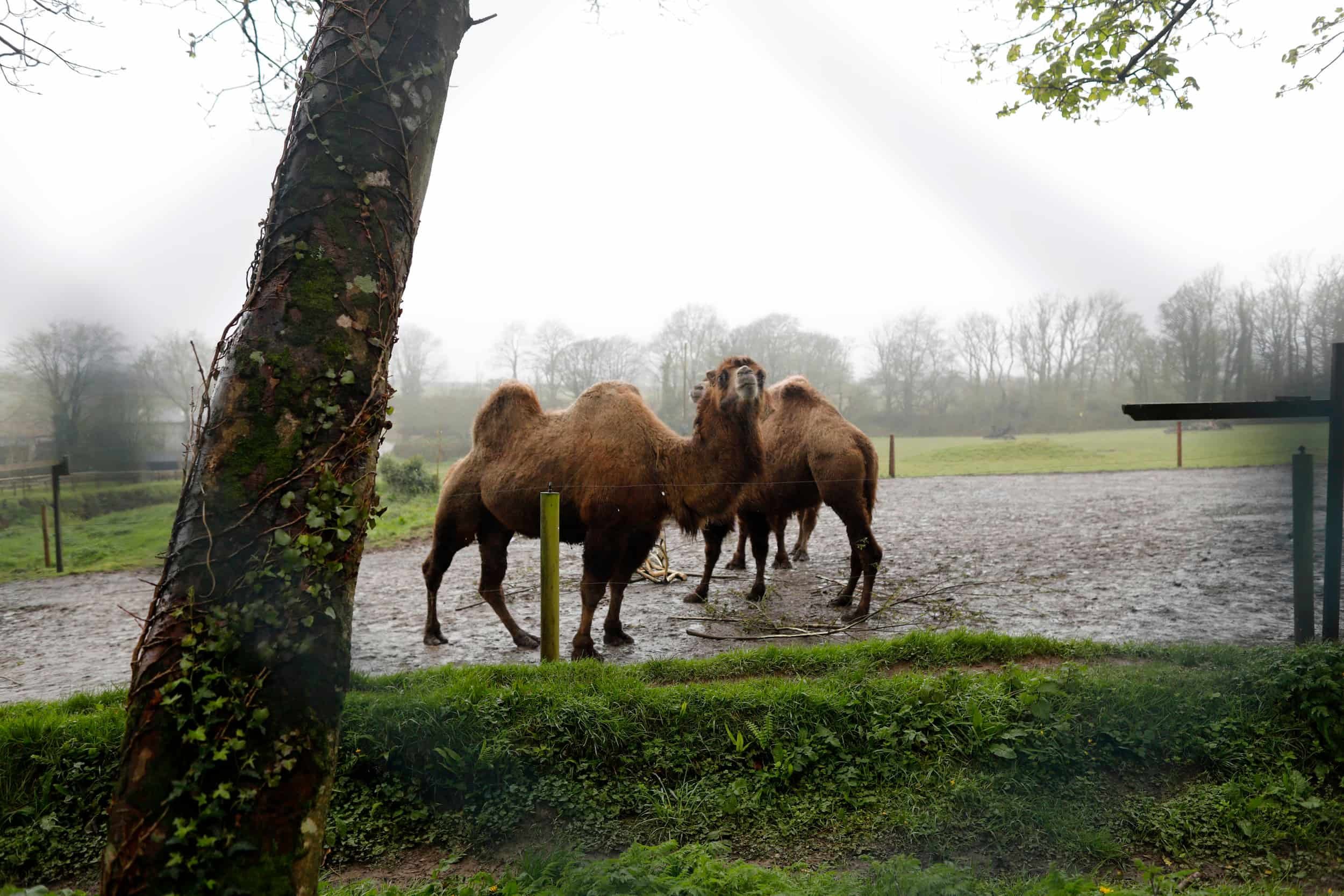 Camels in an enclosure at Manor Wildlife Park near Tenby Wales