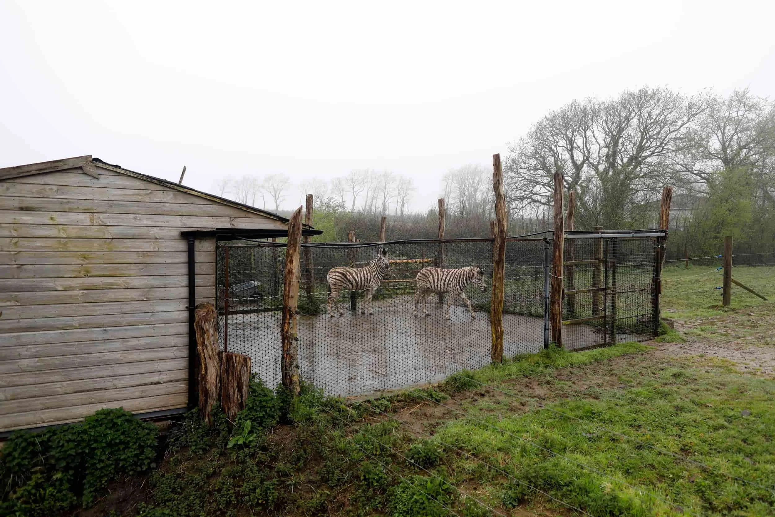 Zebras in an enclosure at Manor Wildlife Park near Tenby Wales