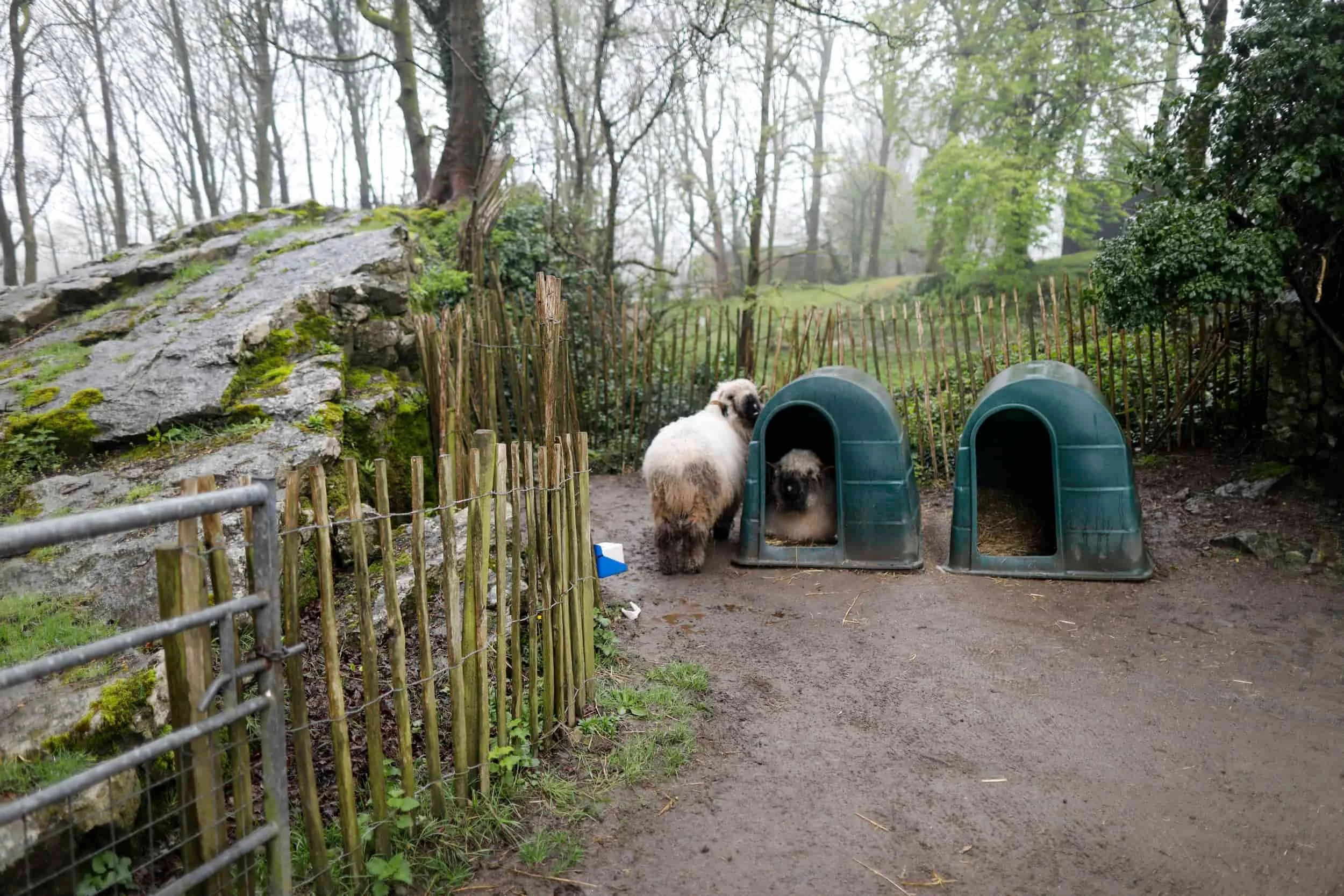 Sheep in an enclosure at Manor Wildlife Park near Tenby Wales