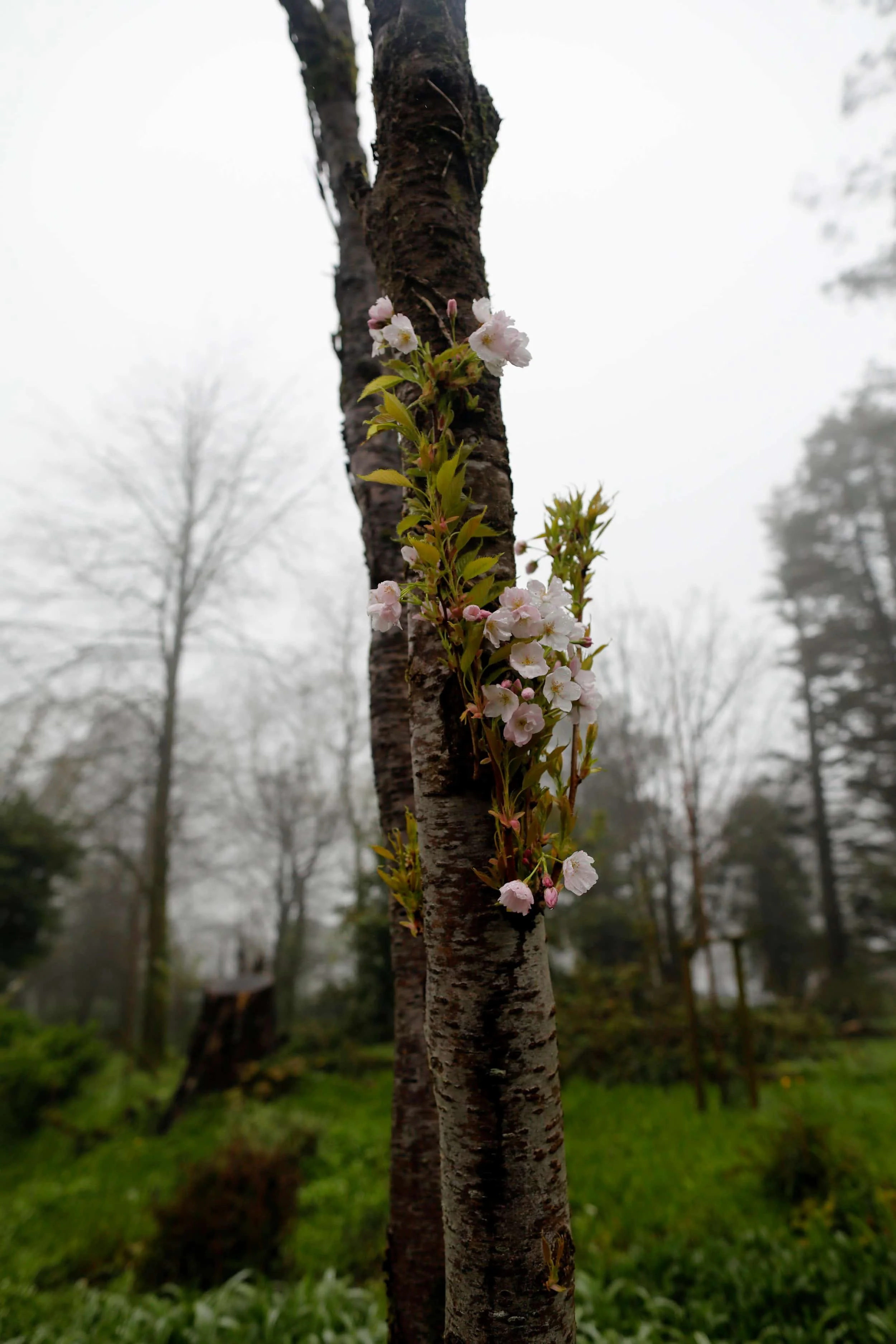 Small pink flowers on a thin tree trunk at Manor Wildlife Park near Tenby Wales