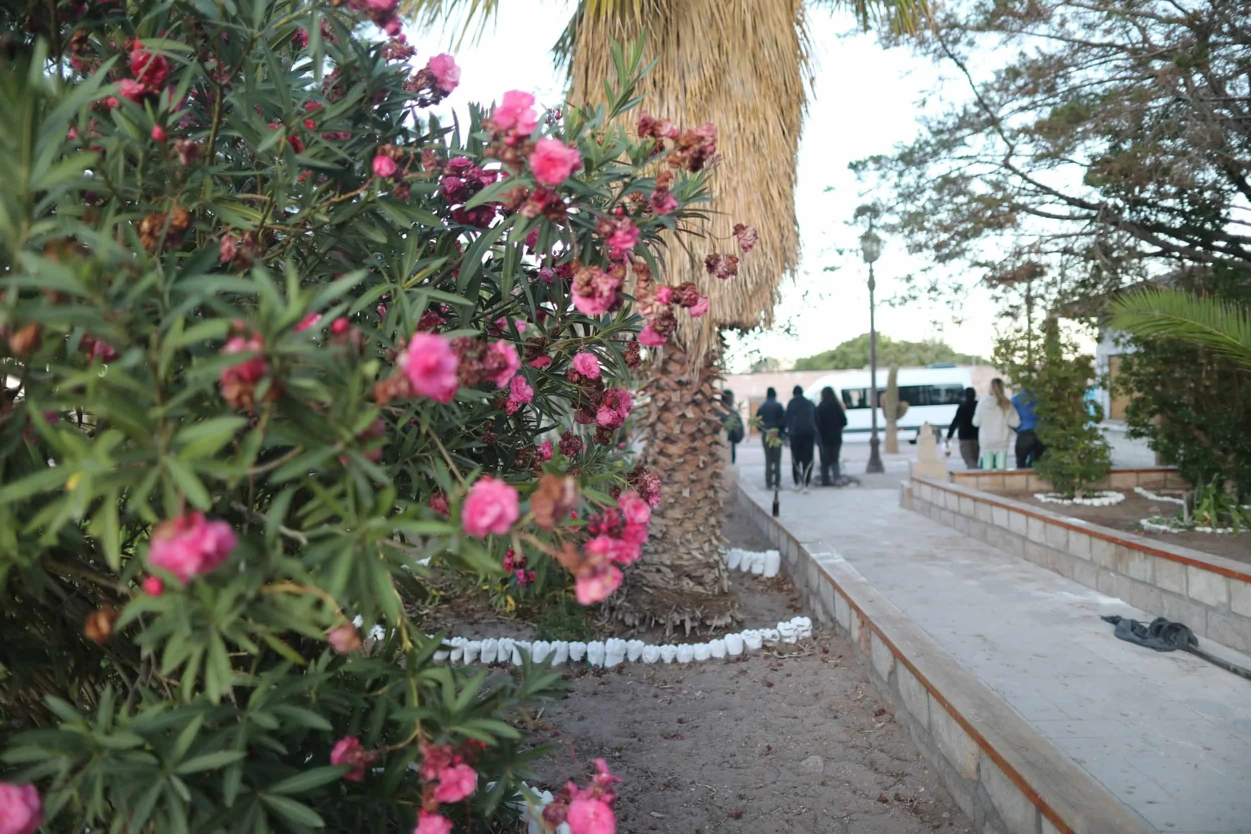 Close up of pink flowers in the Village of Toconao in San Pedro de Atacama in Chile