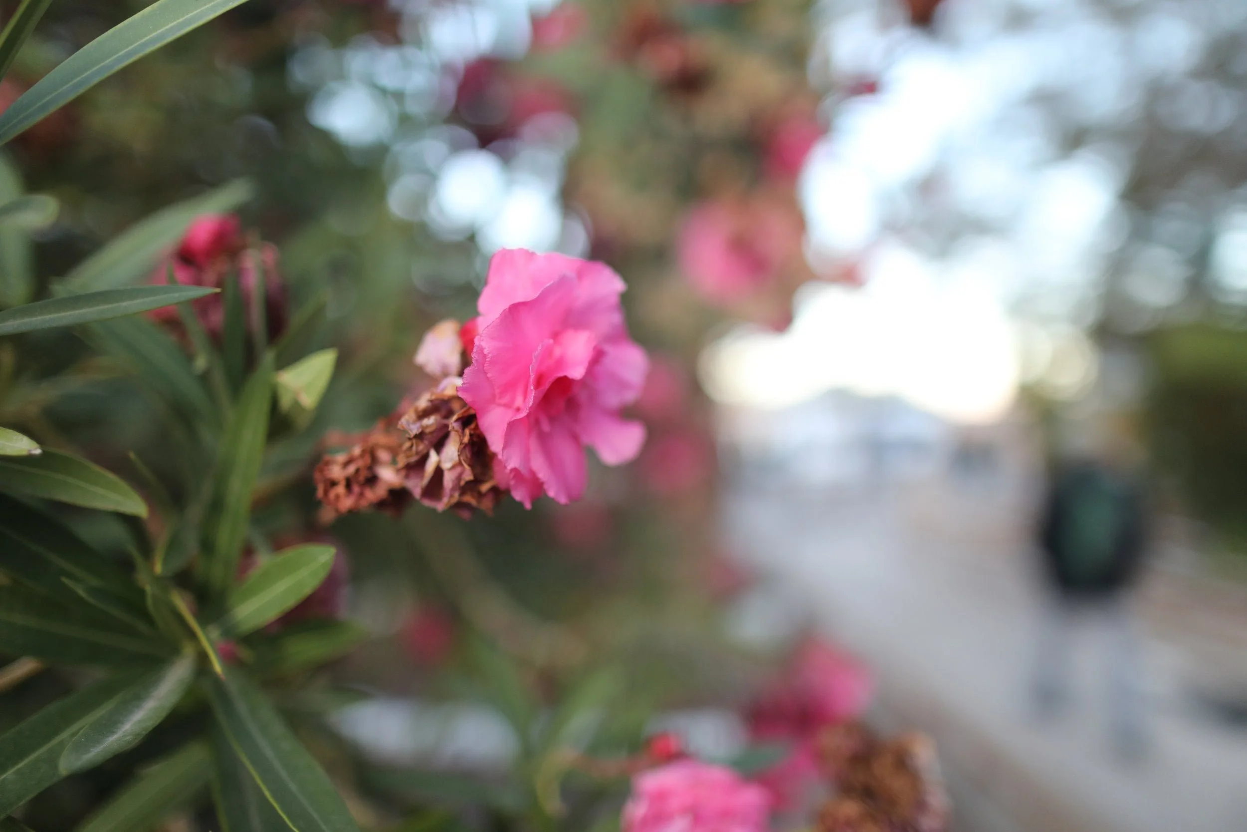 Close up of pink flowers in the Village of Toconao in San Pedro de Atacama in Chile