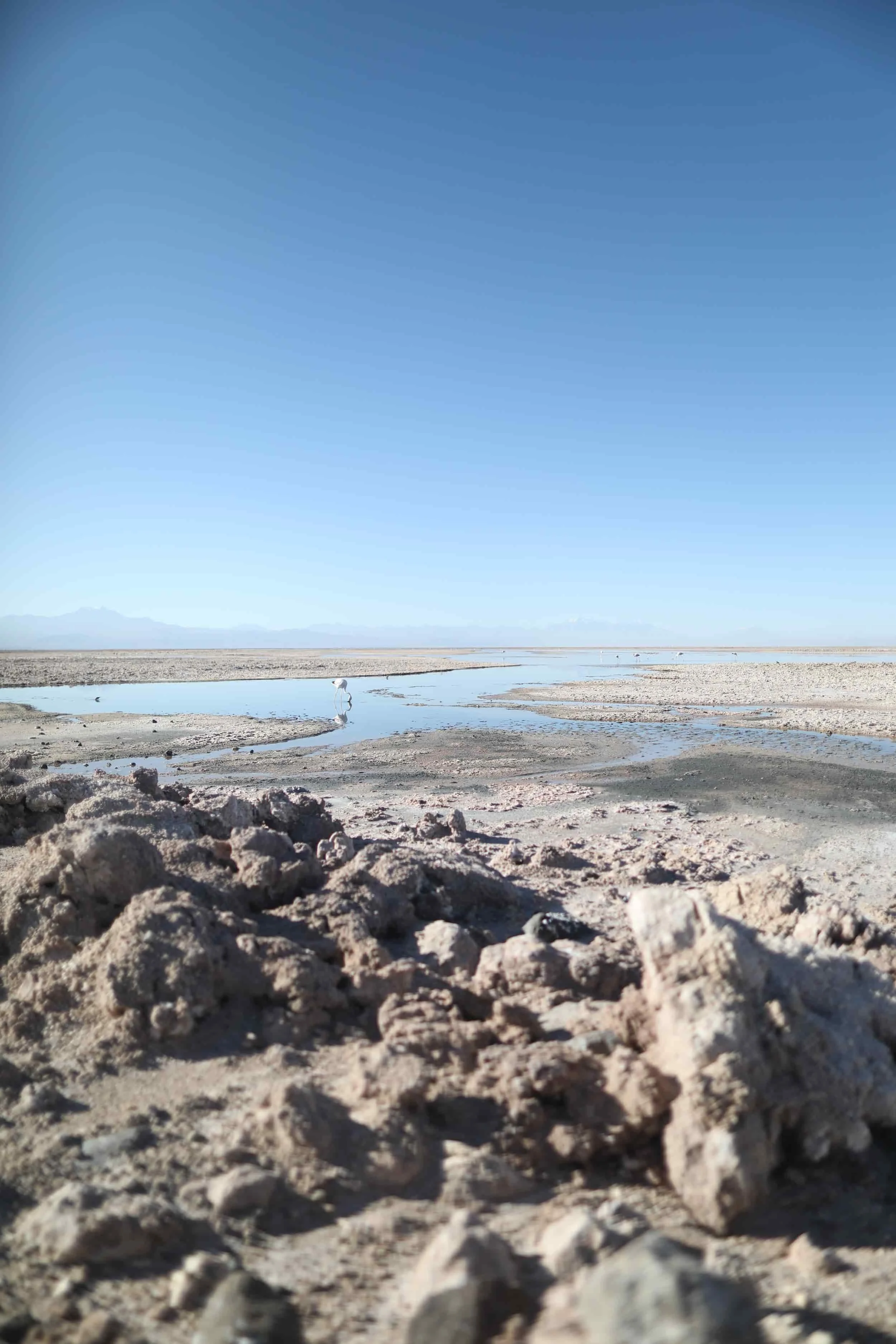Chaxa Lagoon at Los Flamencos National Reserve near San Pedro de Atacama in Chile