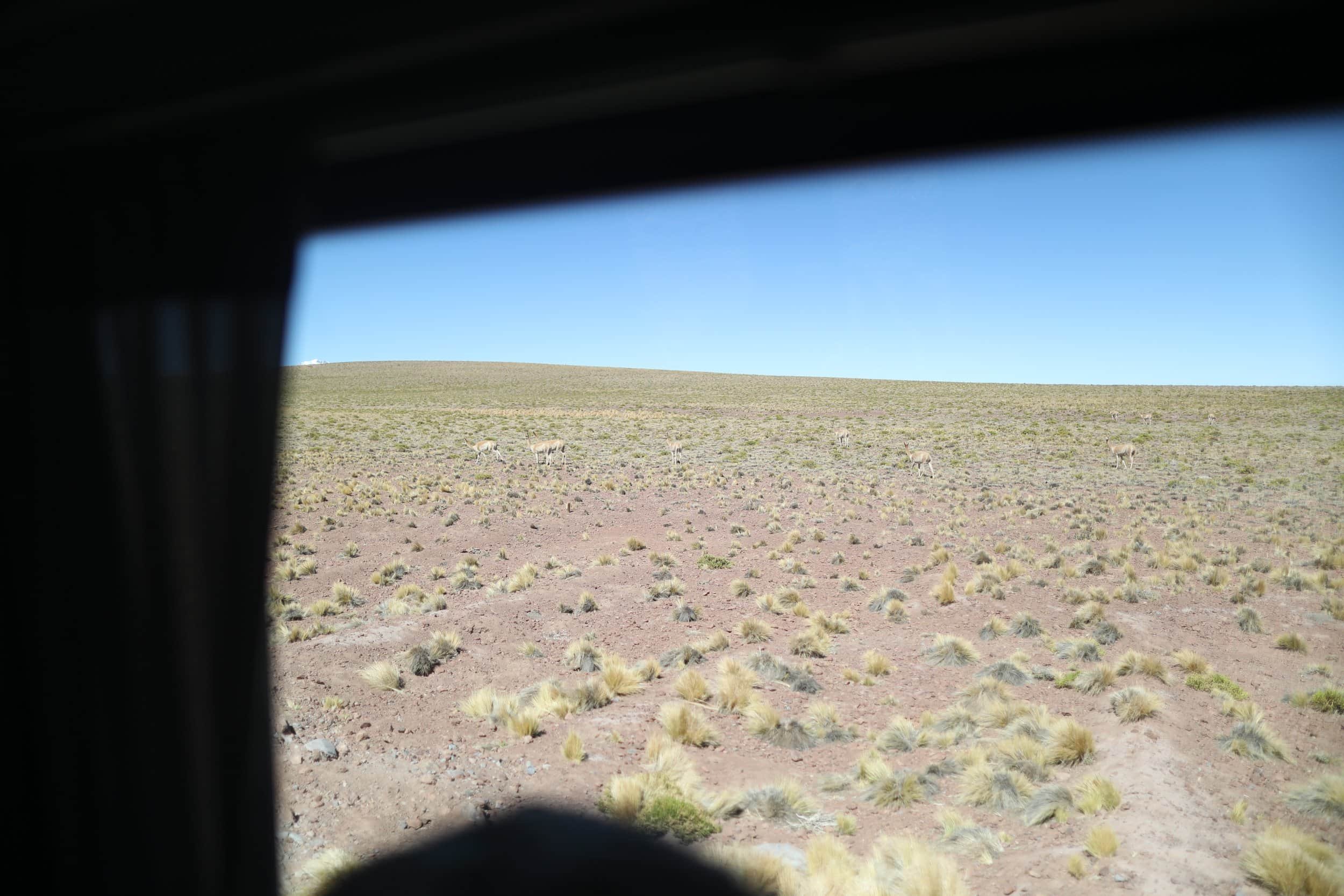 View out of a car window looking into the desert with a few vicunas in Atacama