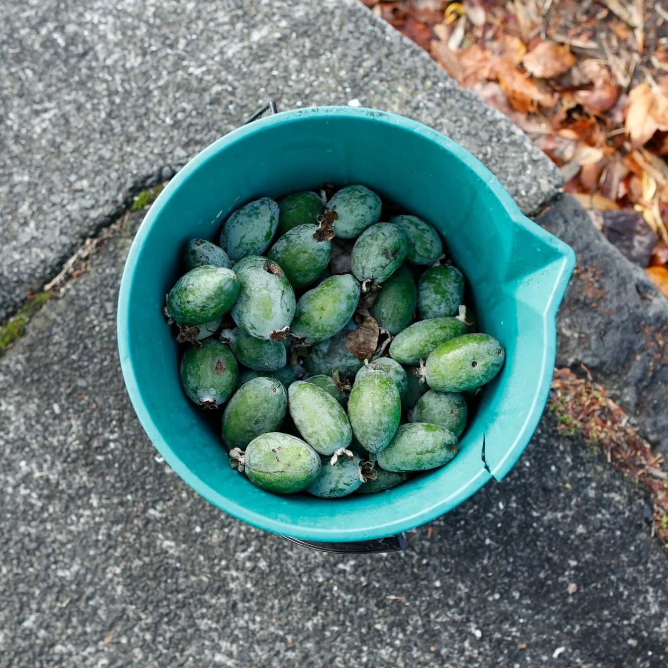 Green bucket with green fruit inside, sitting on sidewalk in Auckland, New Zealand
