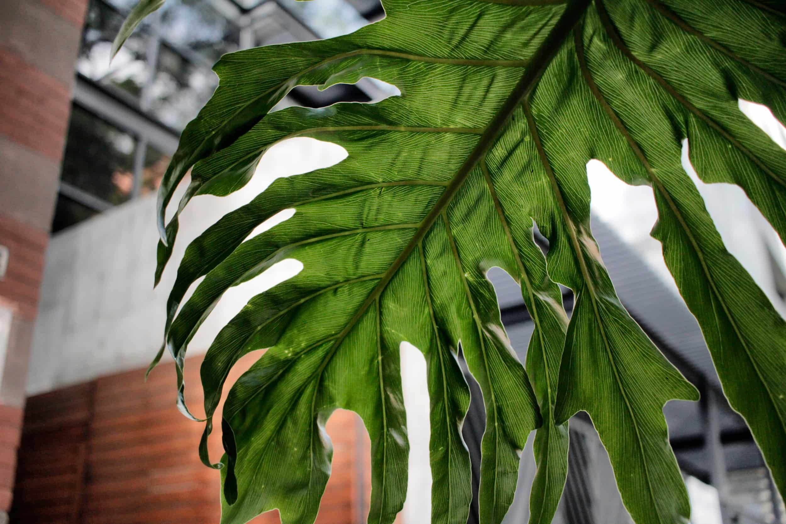 Close-up of a large green leaf with deep lobes and prominent veins, with a blurred background of a brick wall, metal structure, and cloudy sky.