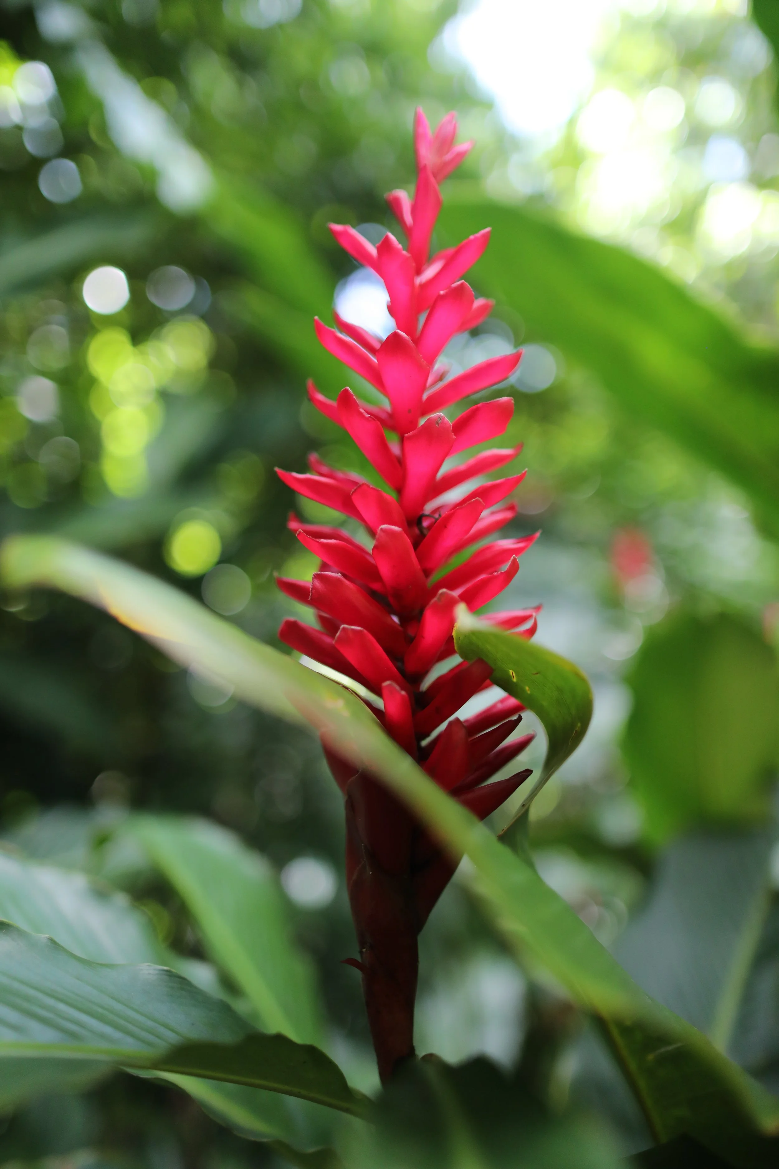 Red tropical flower in Dominica rainforest