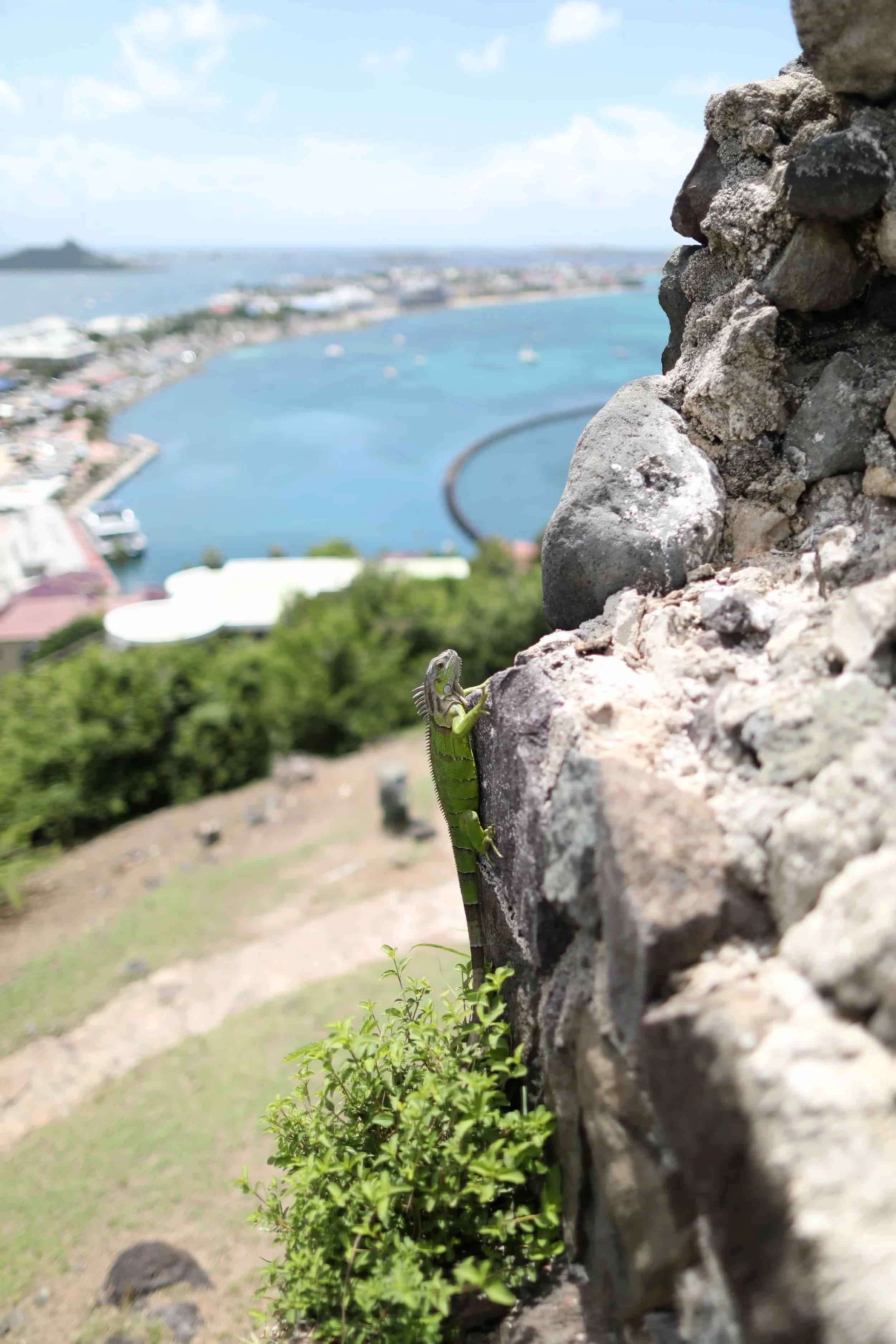 Green lizard on rock wall overlooking the bay at Fort St. Louis in Saint Martin