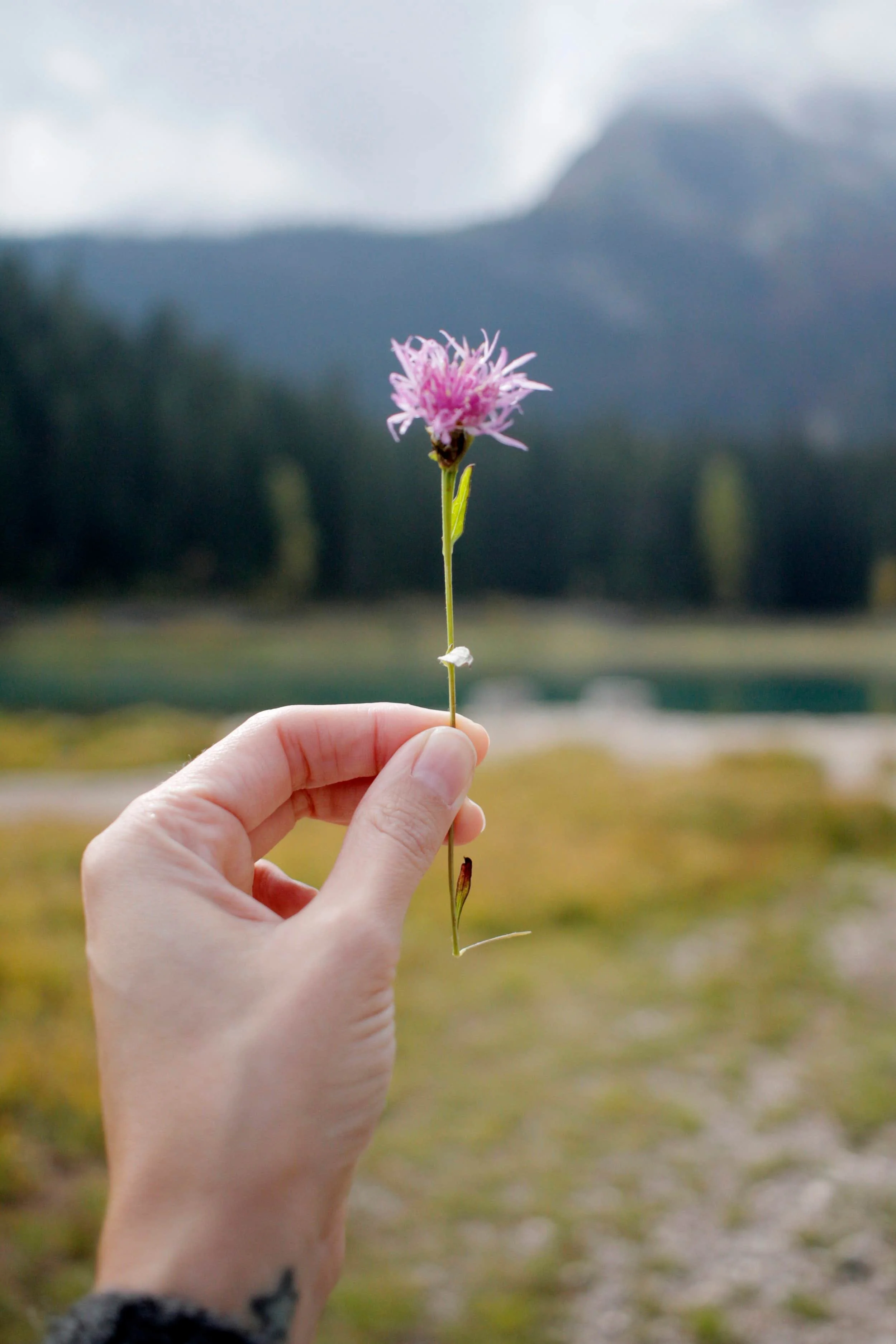 hot pink flower at Durmitor National Park at Black Lake