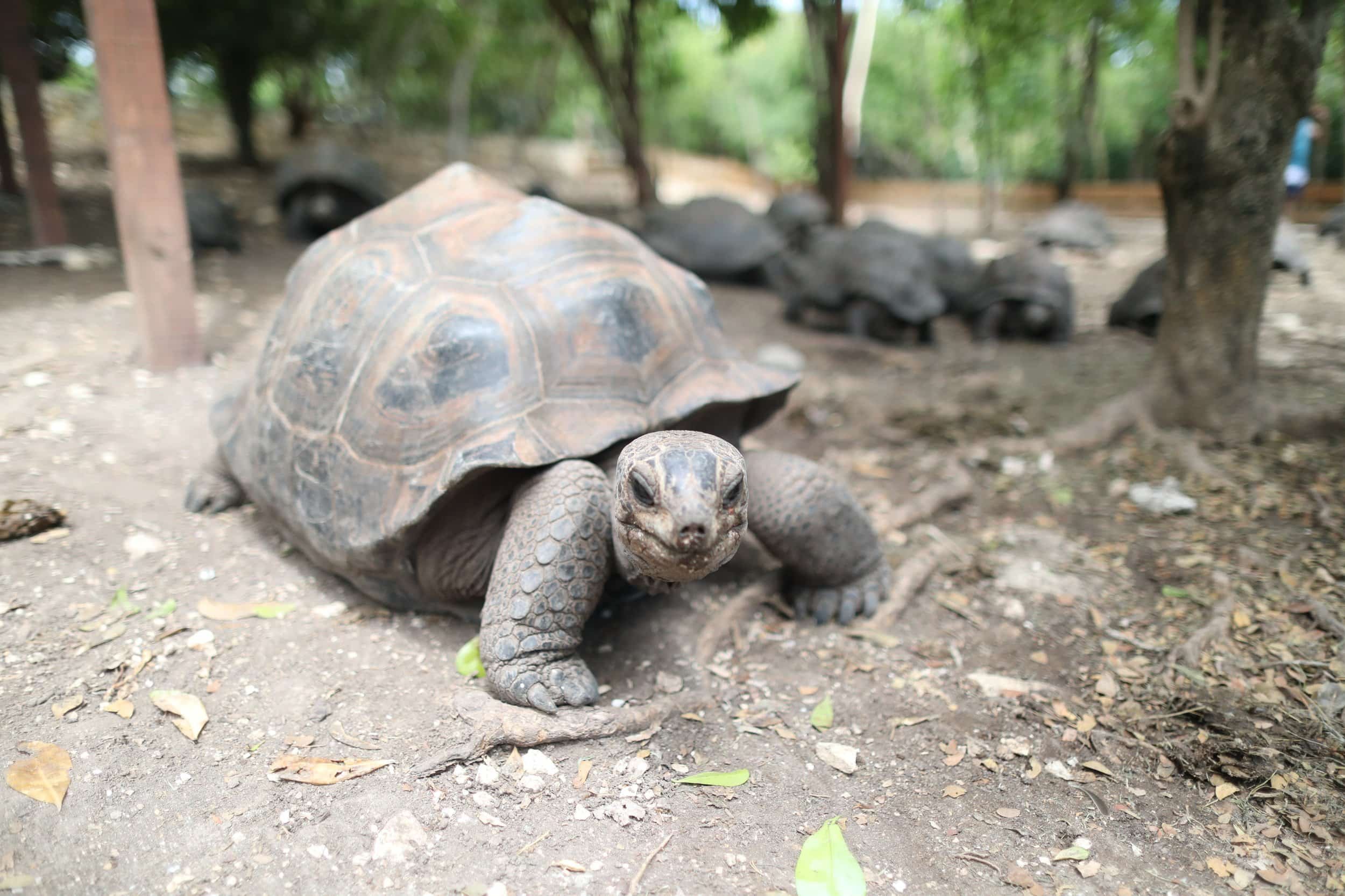 A tortoise on dirt ground with trees and other tortoises in the background.