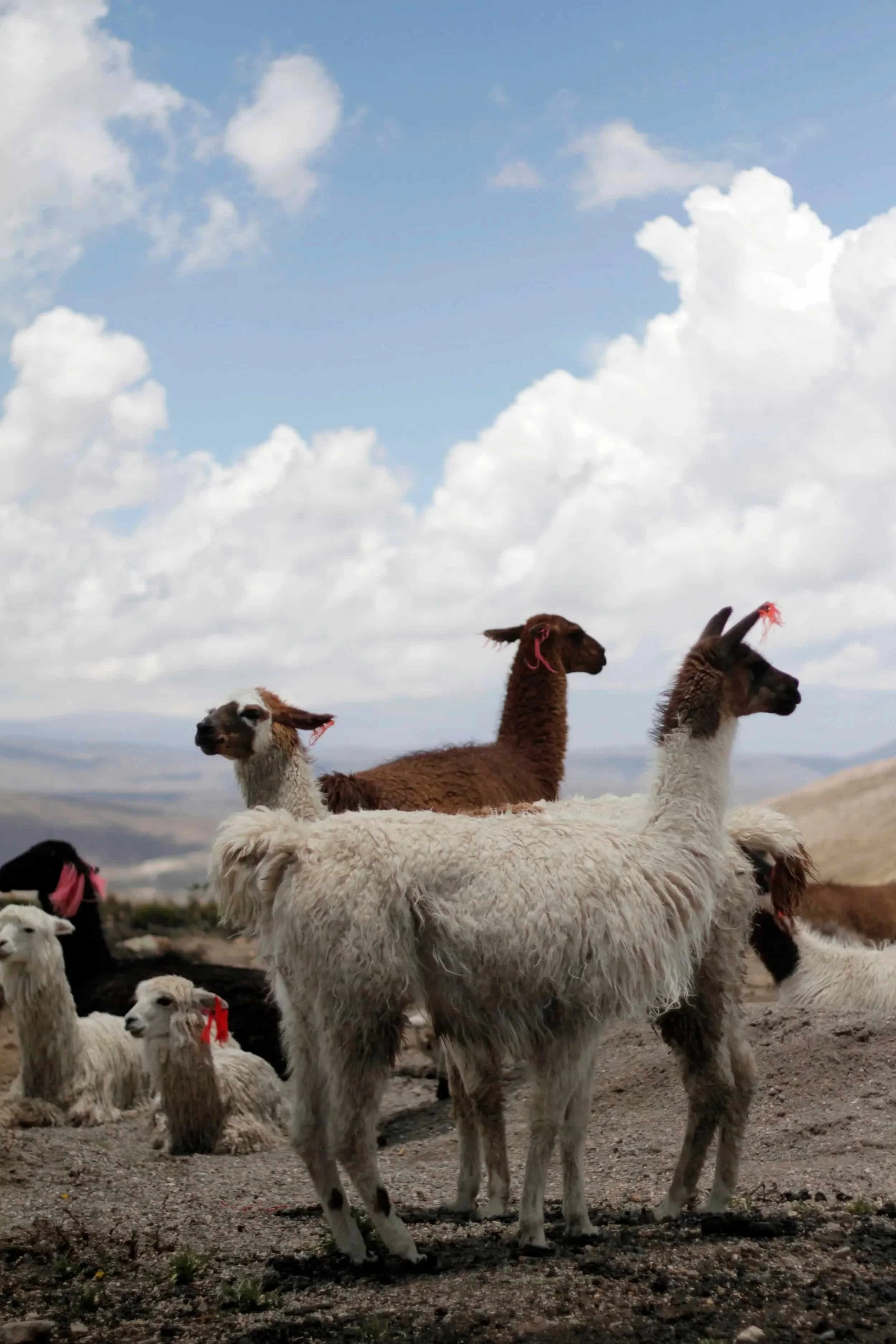 Llamas atop a mountain with colored ribbons on their ears, Colca Canyon, Peru