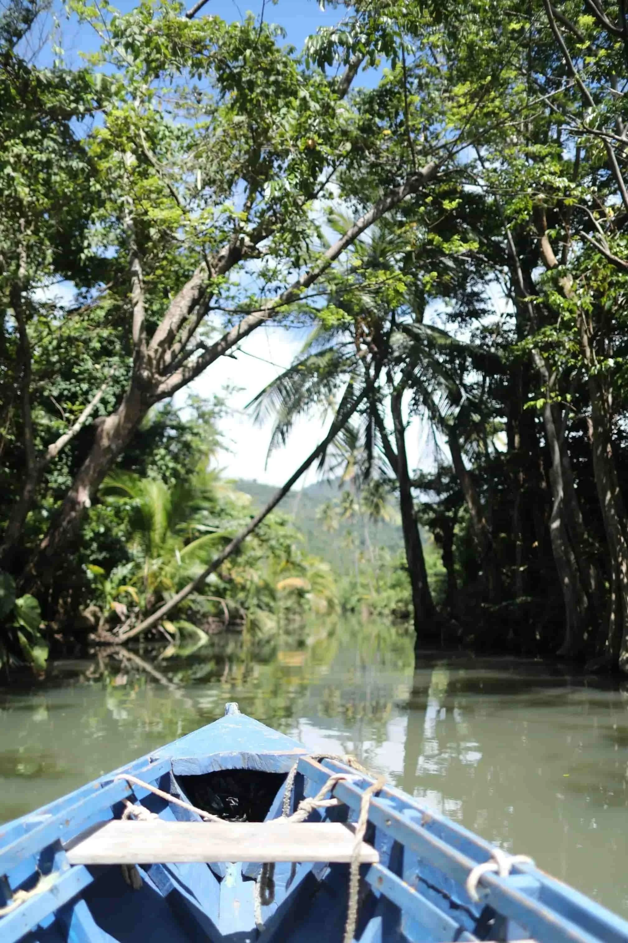 Blue boat on the Indian River in Dominica