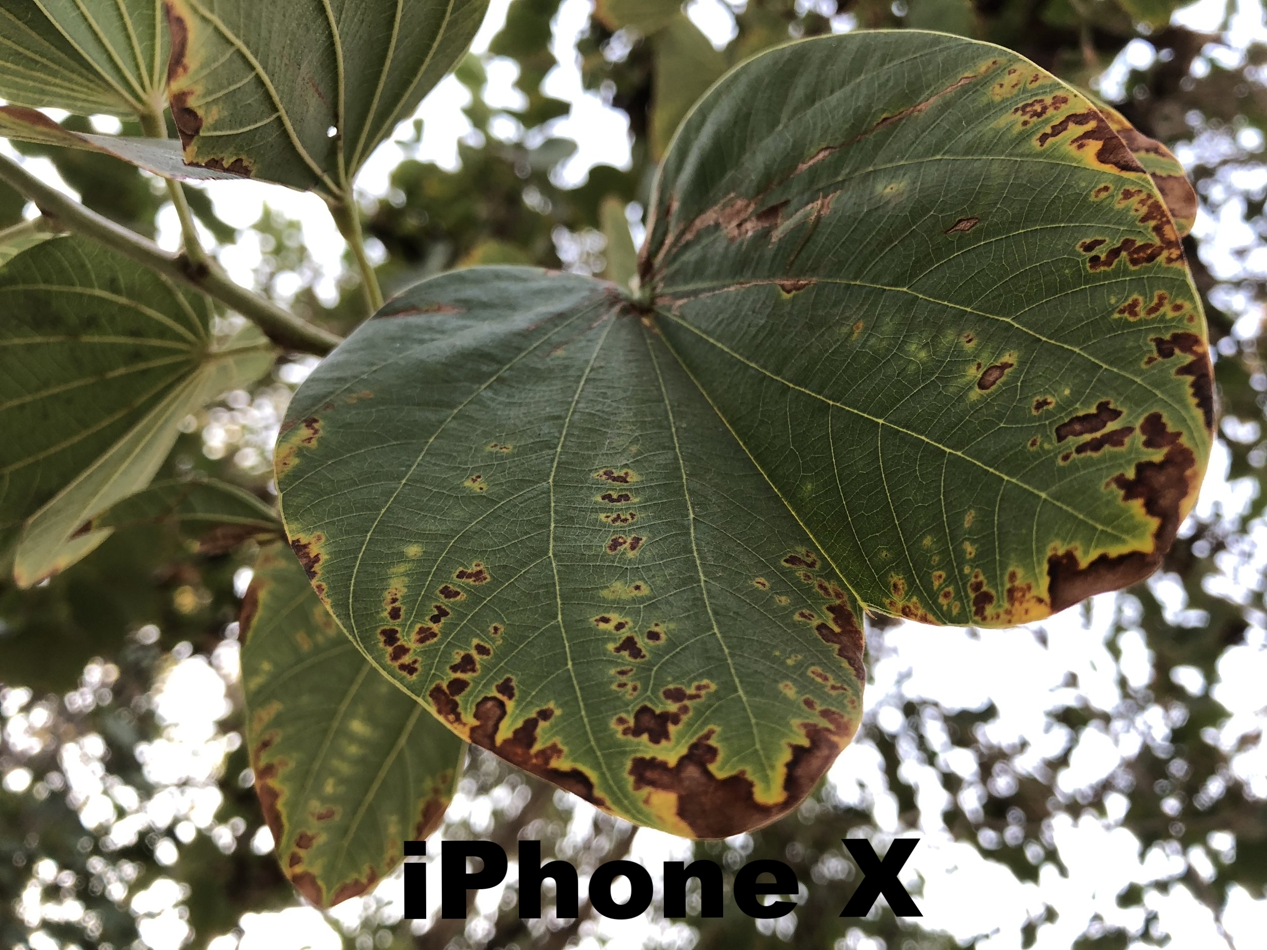 iPhone X.JPG