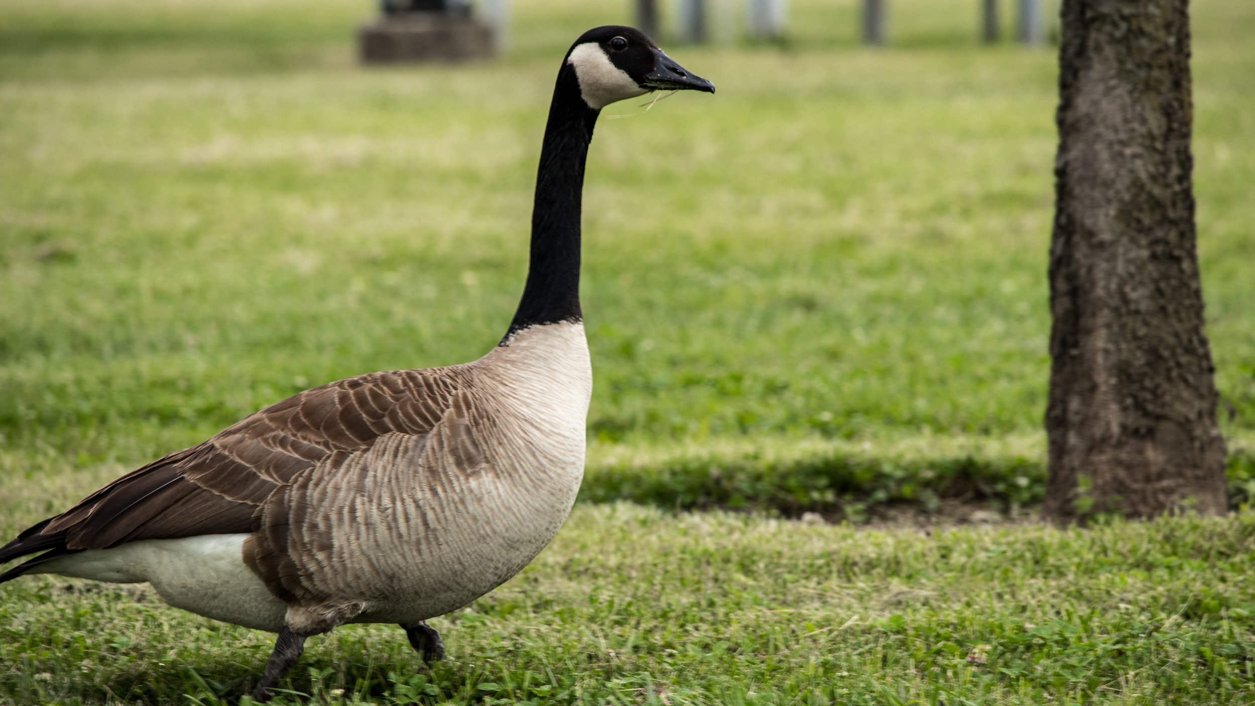 Canon 80D - ISO 100 - EF-S 55-250mm IS STM - 211mm - f/8.0 - s1/100