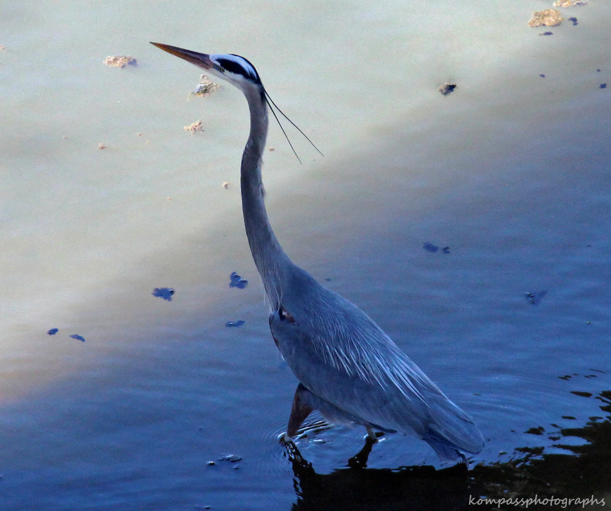 Heron-1.jpg