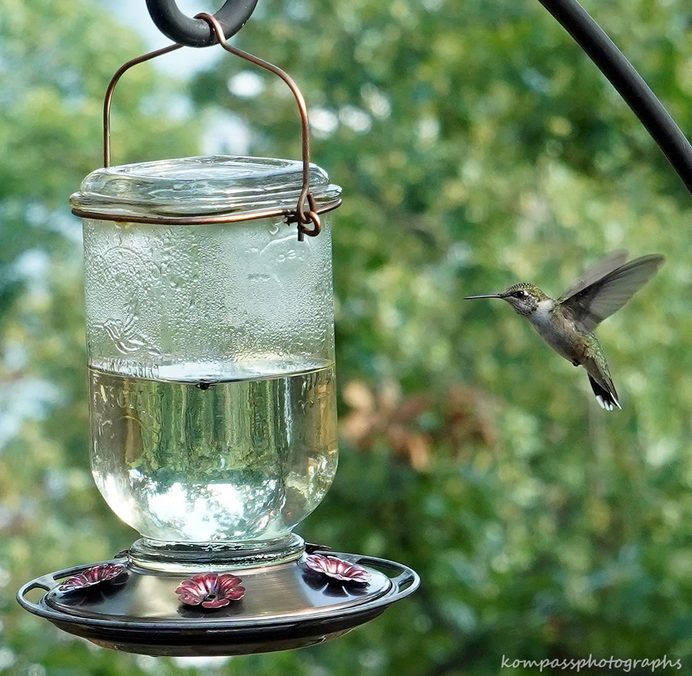 Hummingbird-072018-1-Sony.jpg