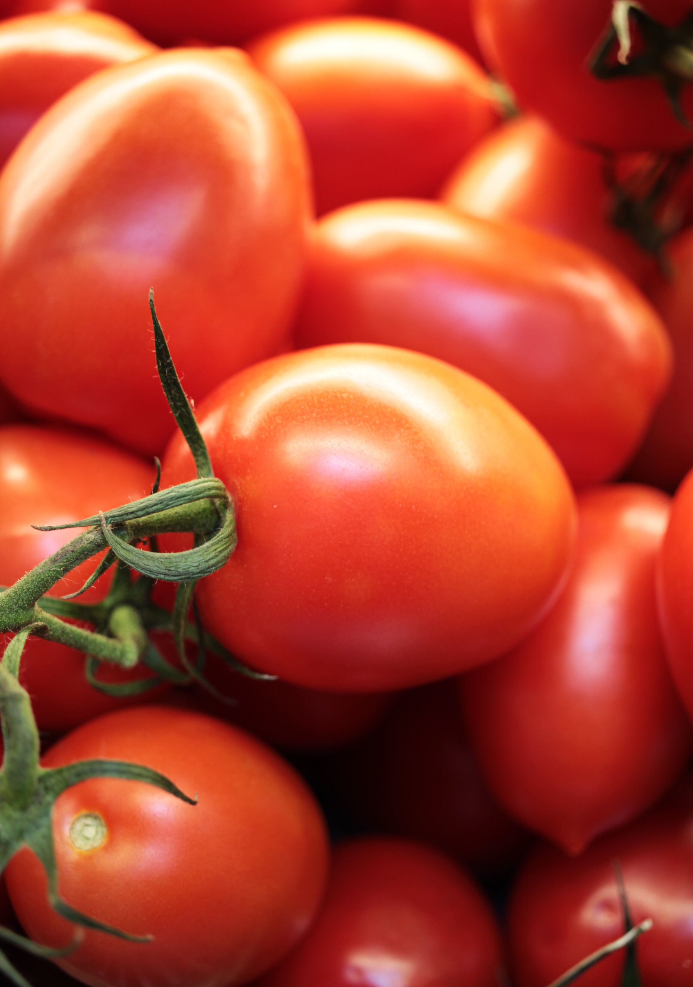 Tomatoes 1.jpg