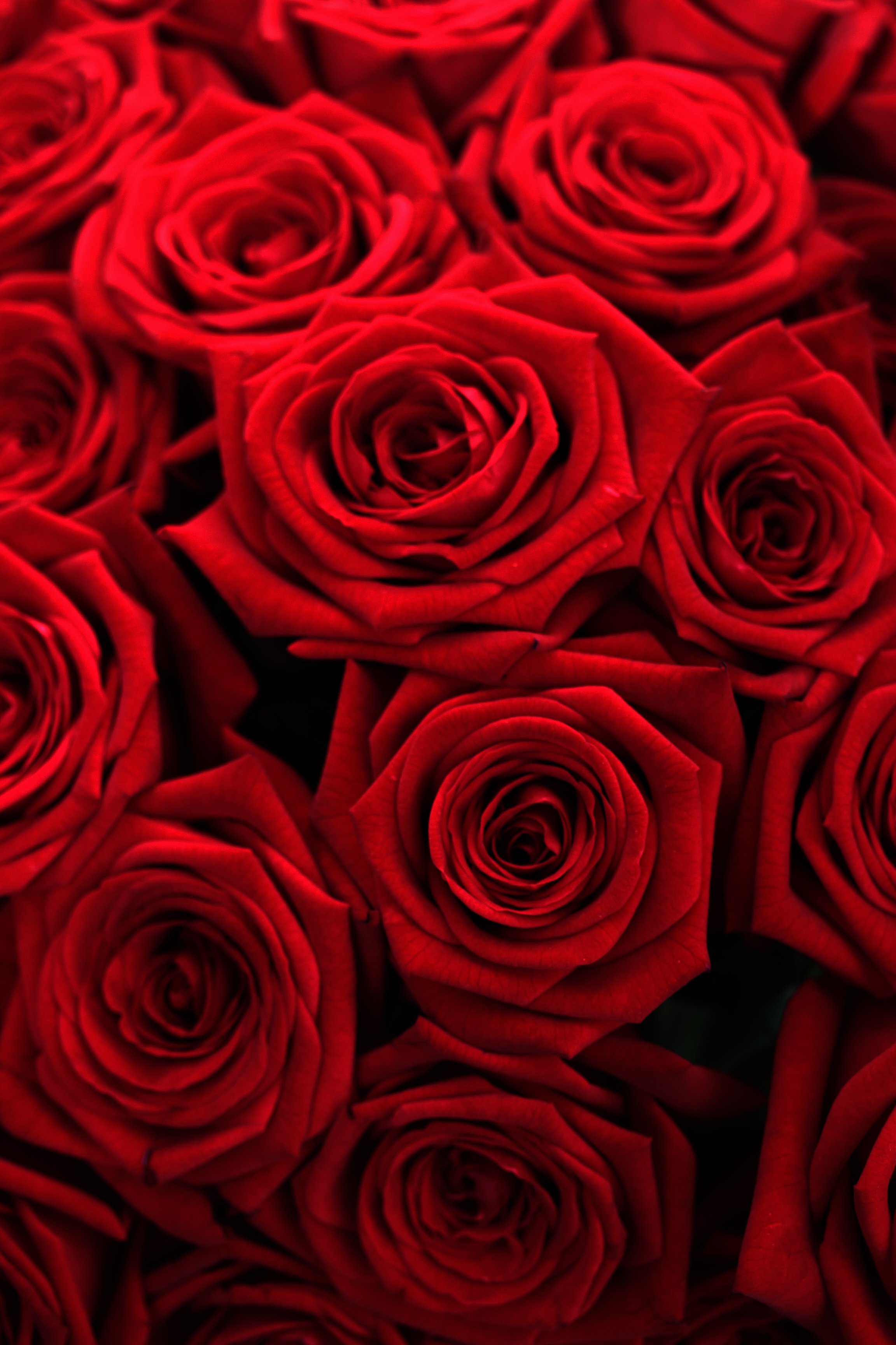 Red roses copy.jpg