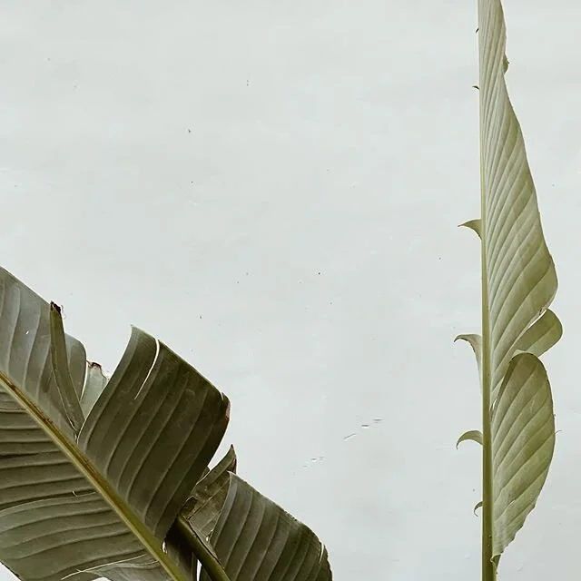 🌱