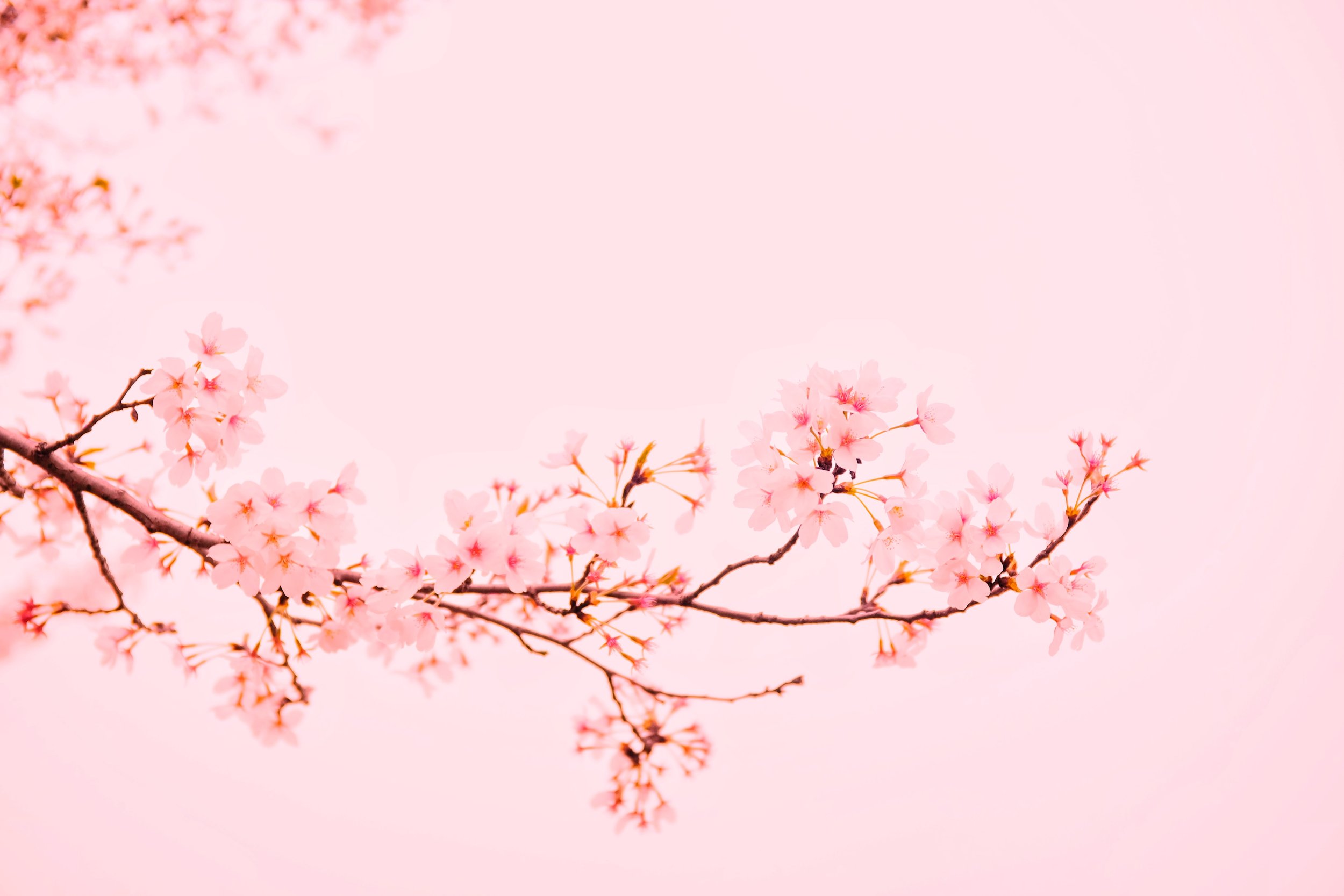 AWAKENING TO SPRING ~ TEA CEREMONY FOR WOMEN