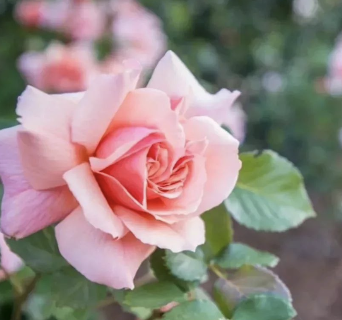 Heart of the Rose Festival
