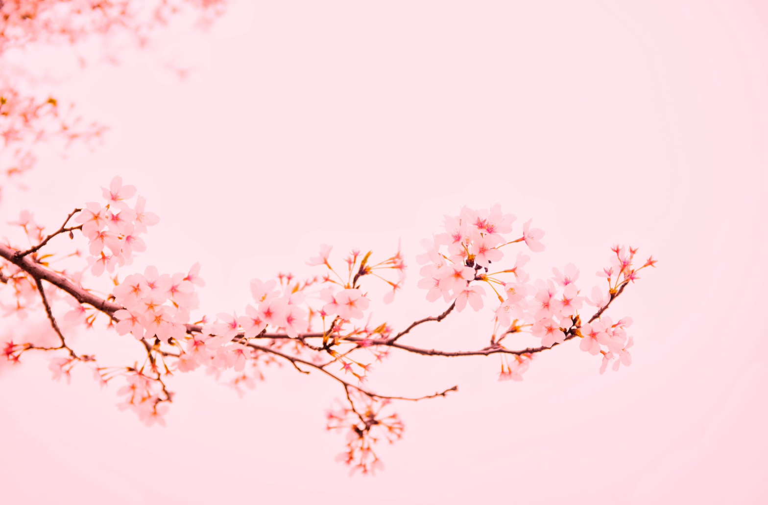 ROUGE SHOP ~ SPRING awakening TEA CEREMONY