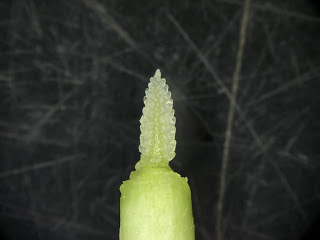 Figure 2. Developing wheat head of a Feekes 6 wheat plant at 20X magnification. Photo: Brenda Kennedy