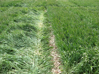 Figure 3. Declining wheat stands following the 2007 spring freeze event. Photo: Bill Bruening.