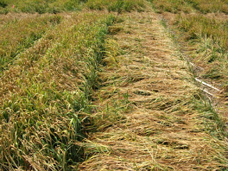 Figure 4. Damage to wheat stands several weeks after the 2007 spring freeze event. Photo: Bill Bruening.