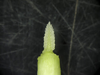 Figure 2. Healthy wheat head at the Feekes 6, jointing growth stage. 20x magnification. Photo: Brenda Kennedy.