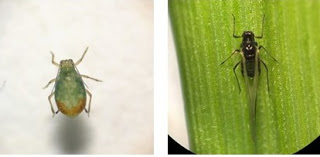 Figure 1. Pictures of the bird cherry oat aphid and a winged English grain aphid found in wheat fields in February 2017. (Photo credits Yaziri Gonzales).