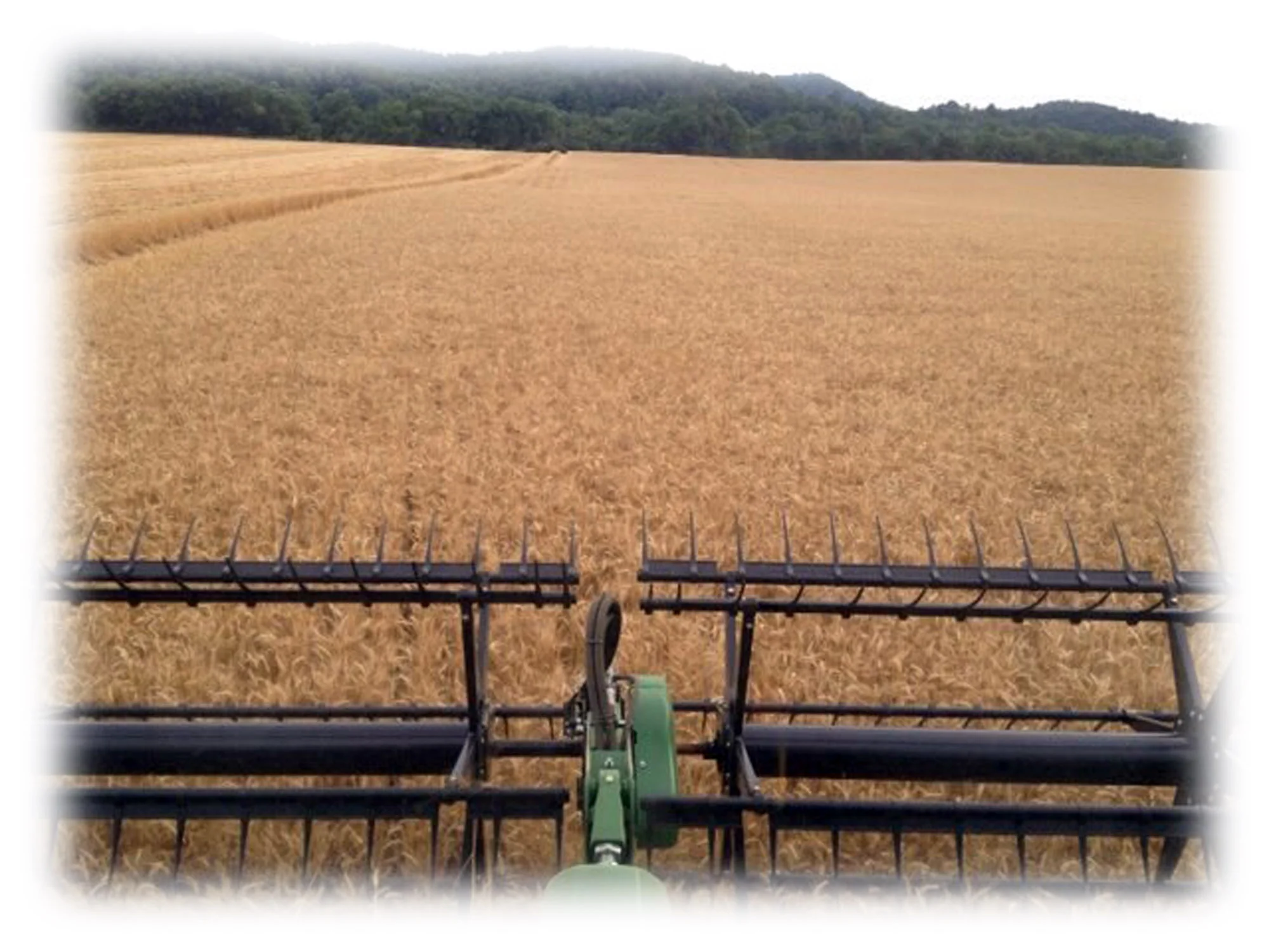wheatbackground.jpg