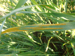 Figure 1. Stripe rust pustules on a wheat leaf (Photo: Carl Bradley, UK)