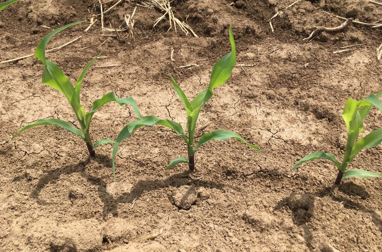 Corn May 23, 2017, Fayette County, KY, Corn at V3; 100 lb N/A applied at V1