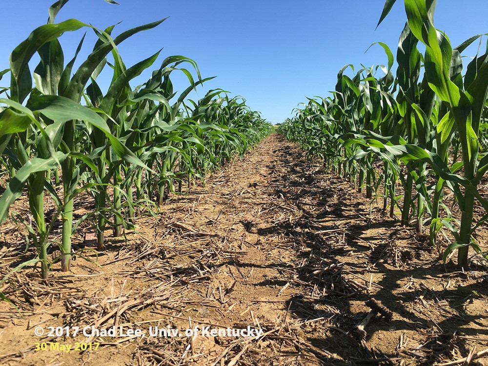 Figure 1. Green, healthy corn benefiting from sunshine and warm weather.