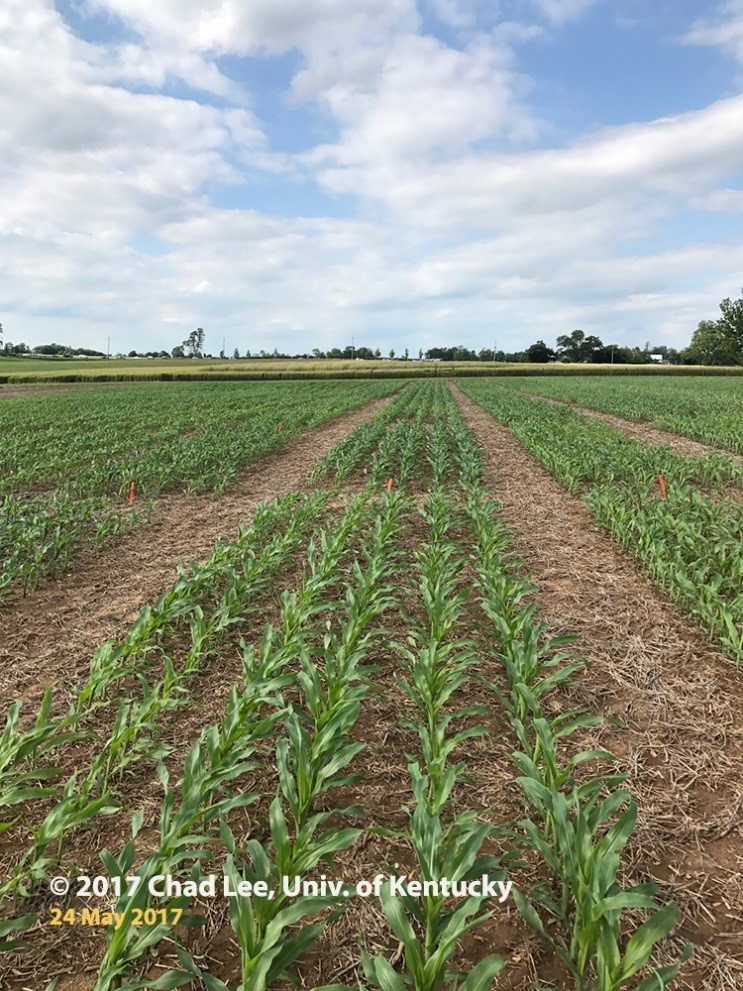 Figure 2. One corn hybrid with greener plots of corn where sulfur fertilizer was applied. Image taken May 24, 2017.