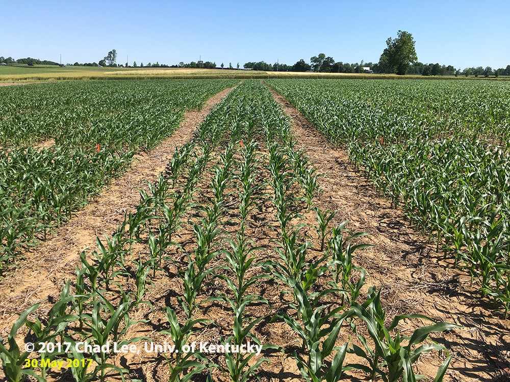 Figure 3. Green, healthy corn and no visible difference between plots with sulfur fertilizer and those without it. Image taken May 30, 2017.